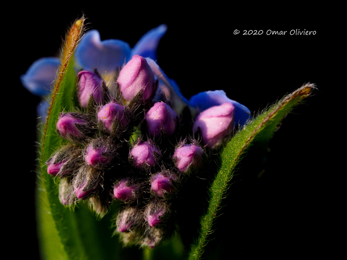 Nontiscordardime blossoms