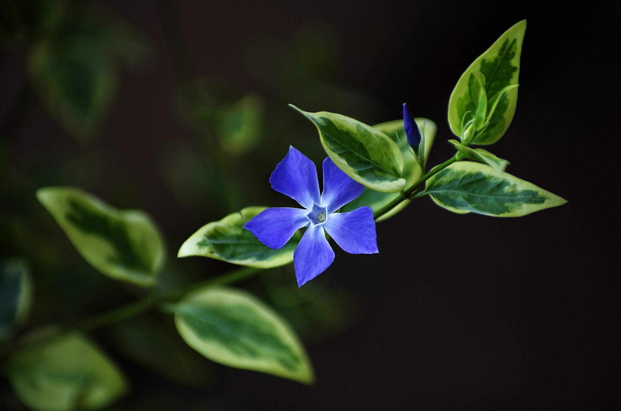 La Pervinca proveniente dal Monte Bonifato (Alcamo, TP)