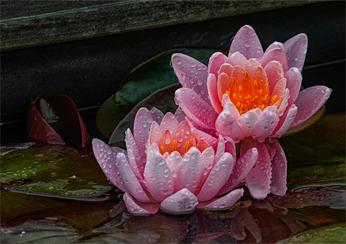Pink Water Lilies