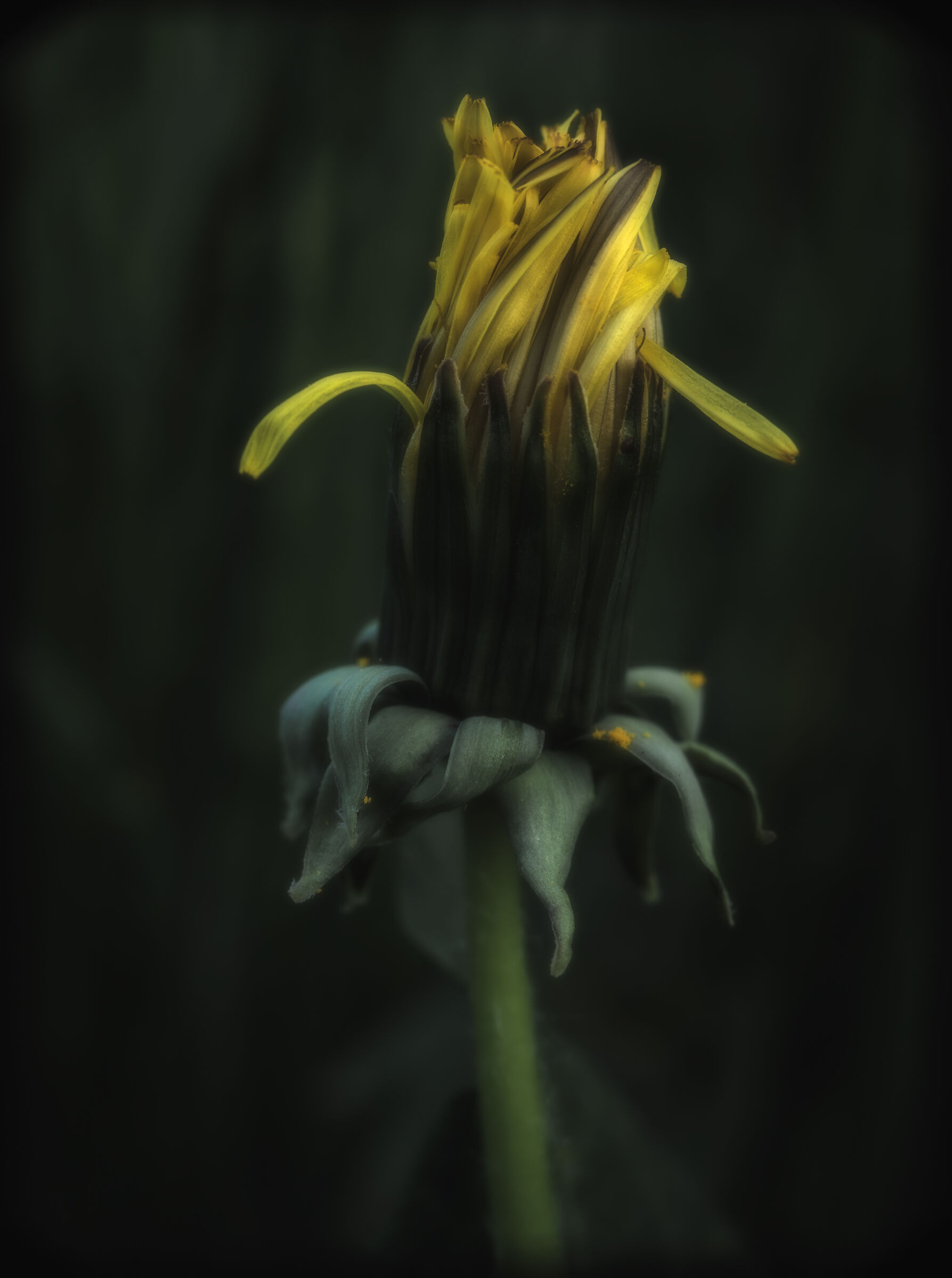 Tarrasacus quarantenam