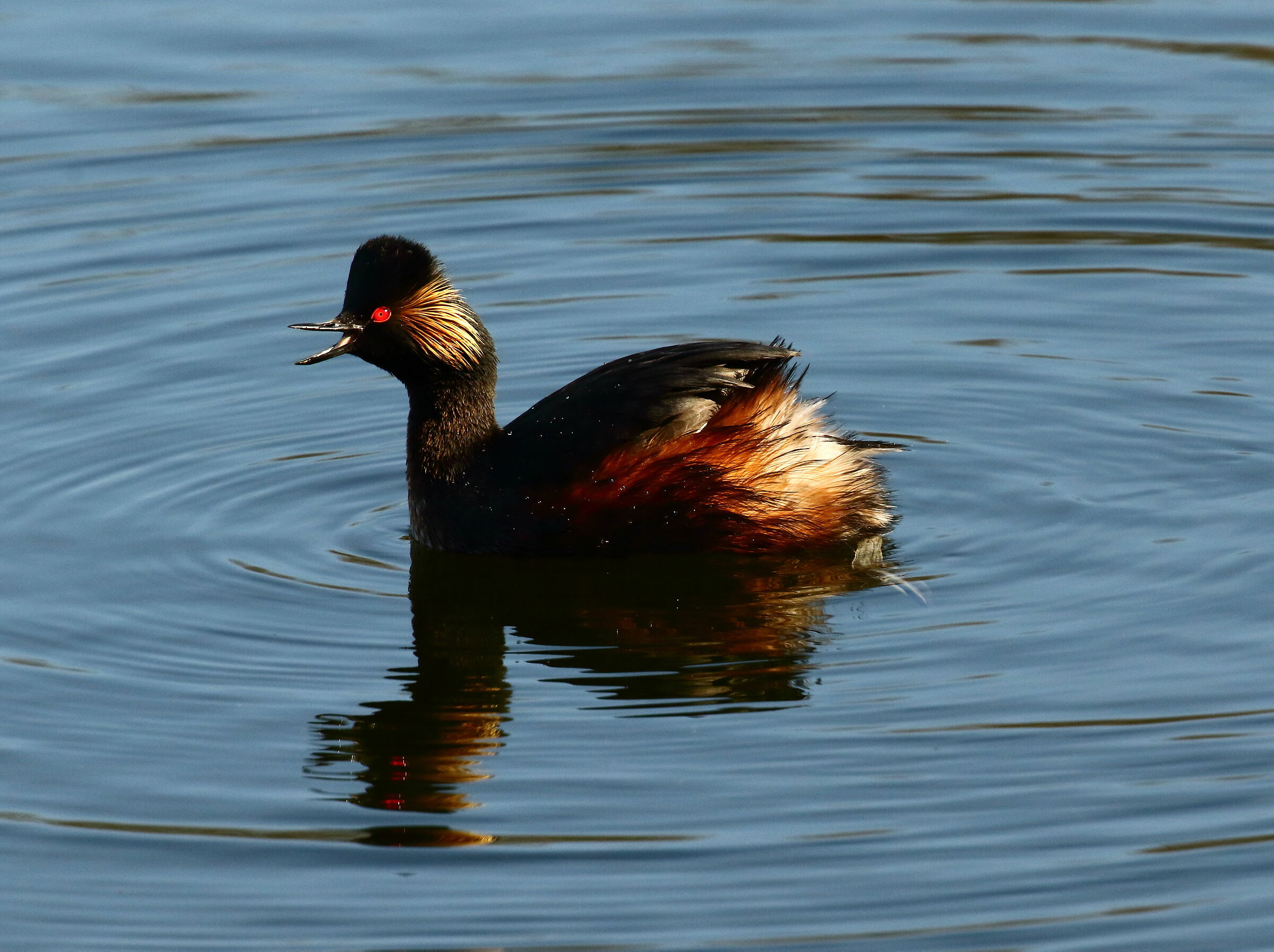 Small swath, reproductive dress