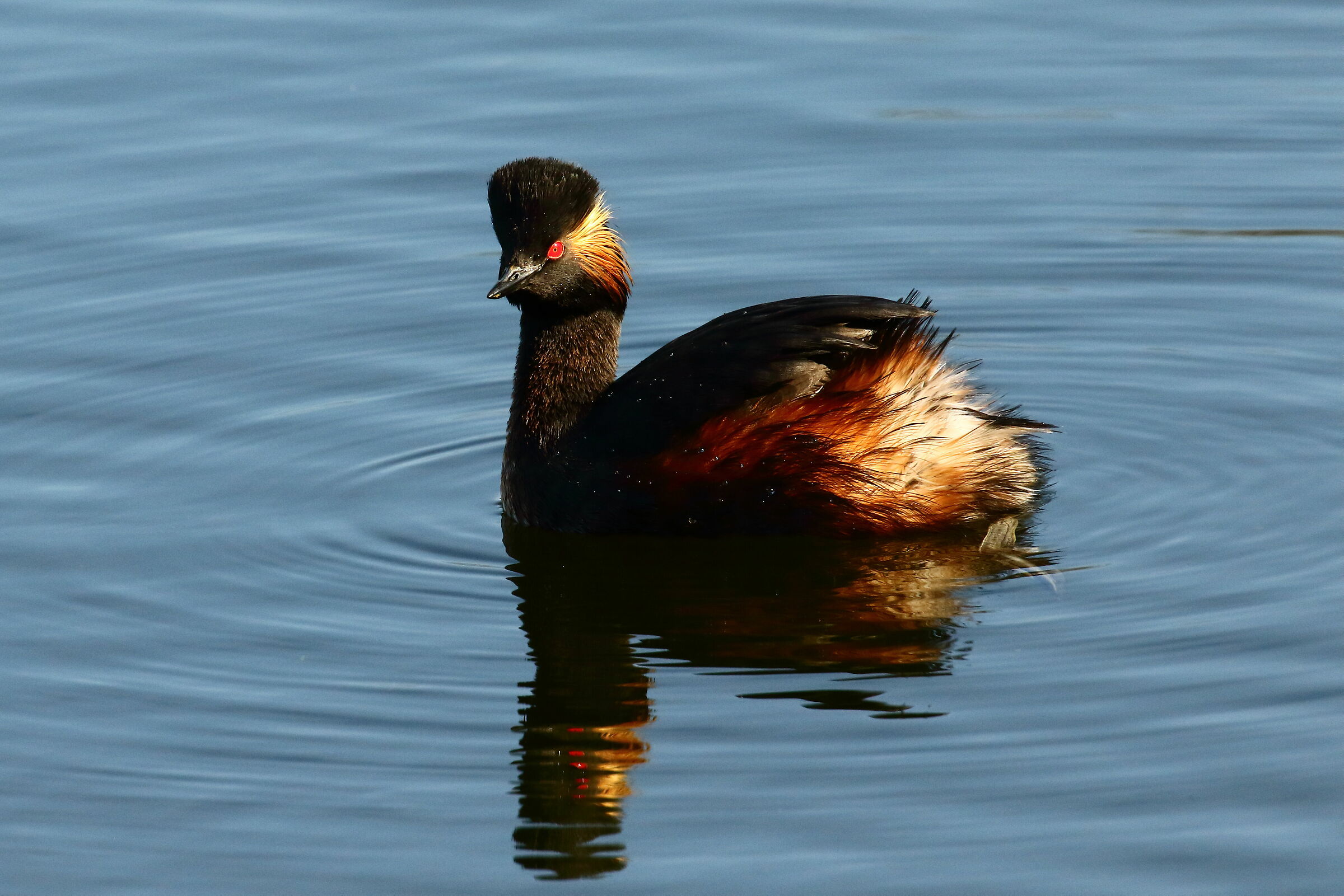 Small swath, reproductive dress