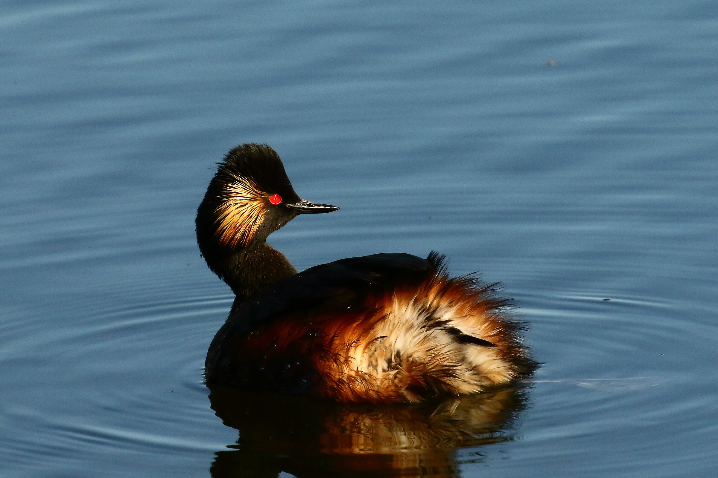 Small swath, reproductive dress