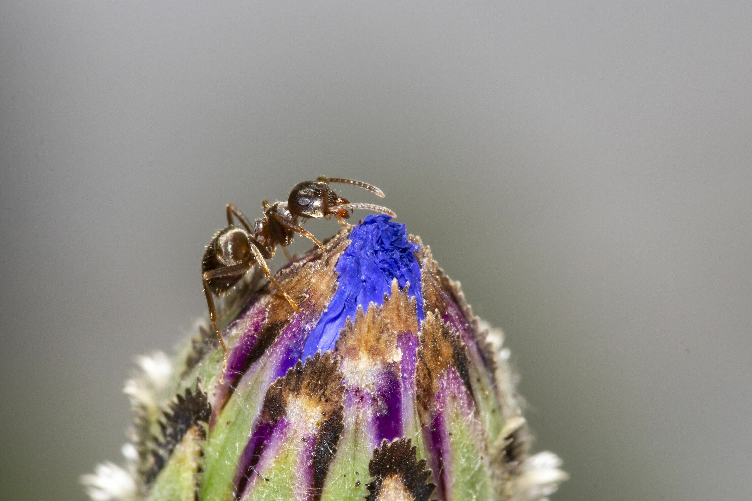 On the Cornflower's Cuckoo