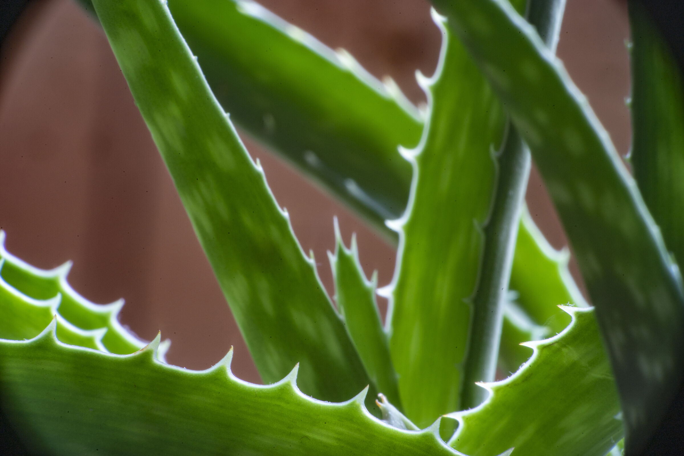 Tiger Aloe