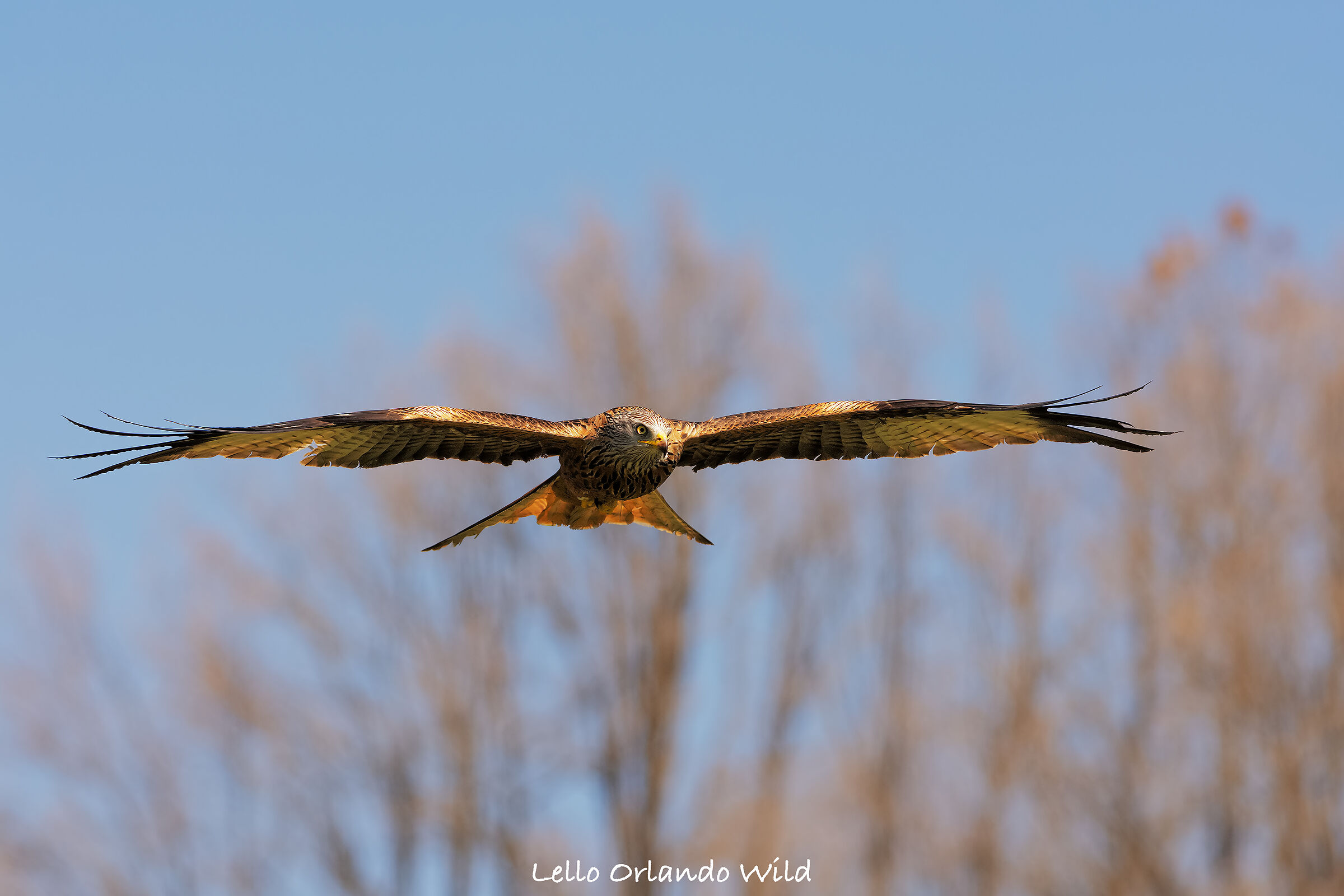 Royal Kite in Flight