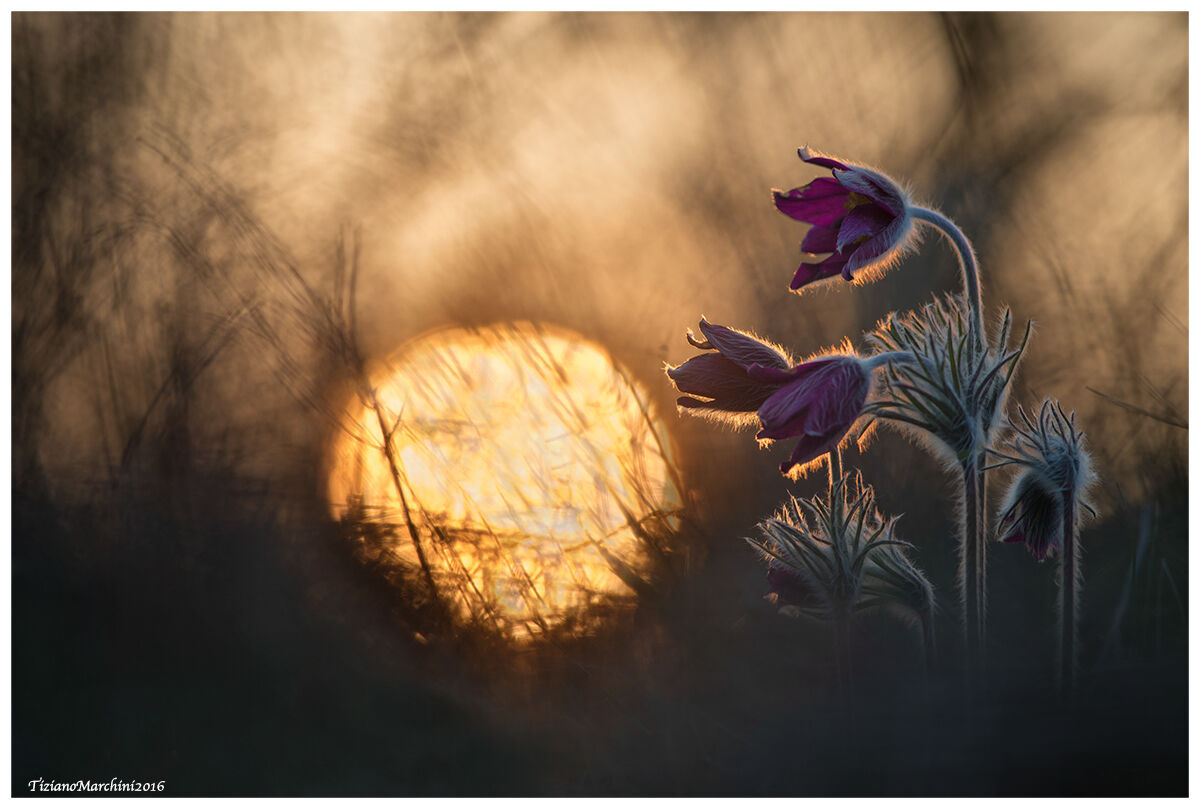 Pulsatille al tramonto