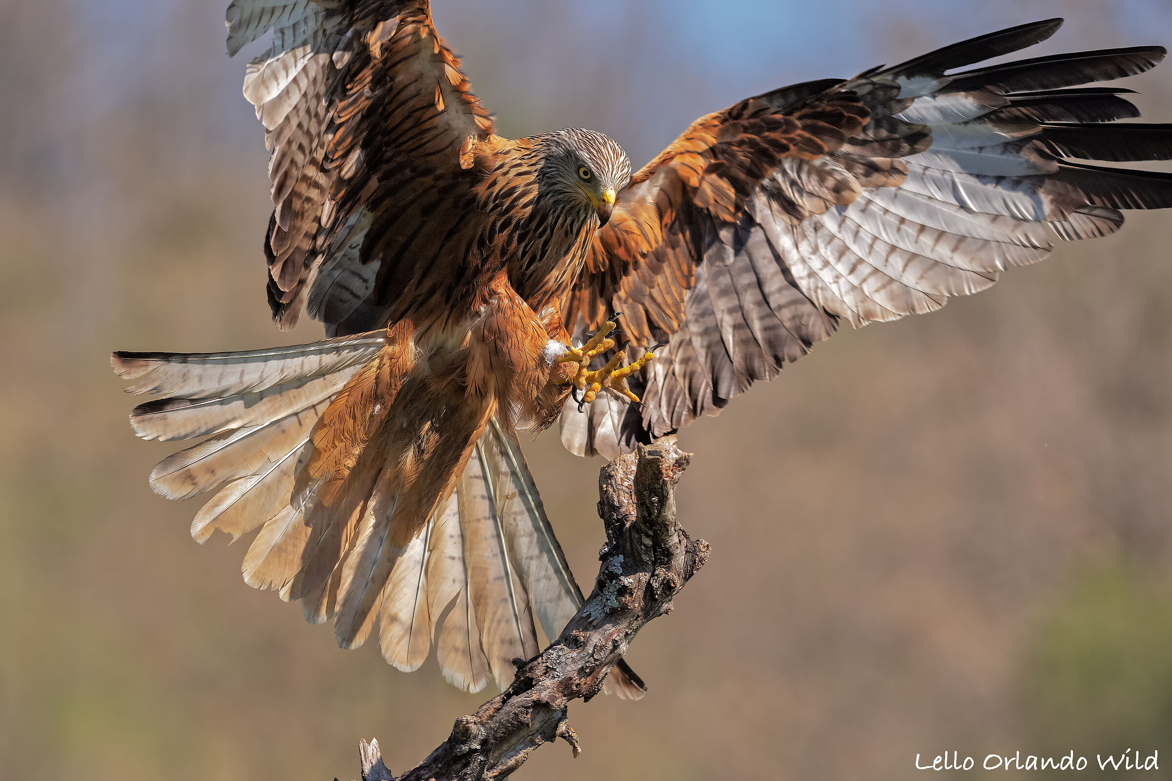 Royal Kite in Arrival