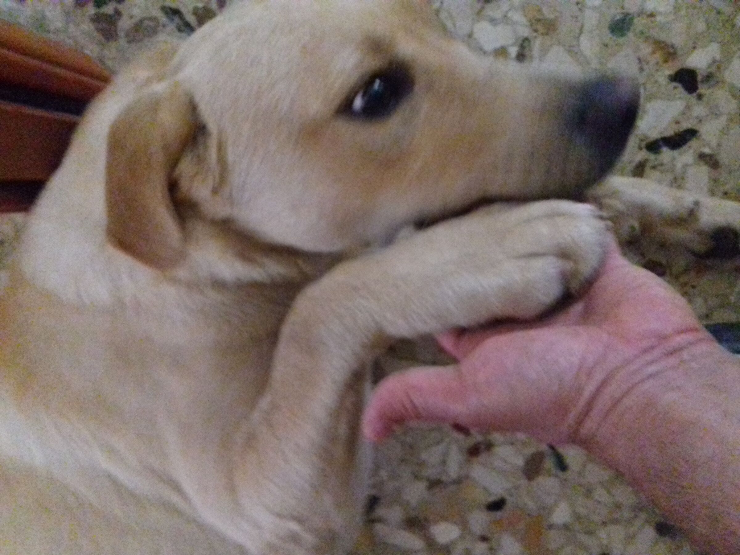 mano nella mano....zampa