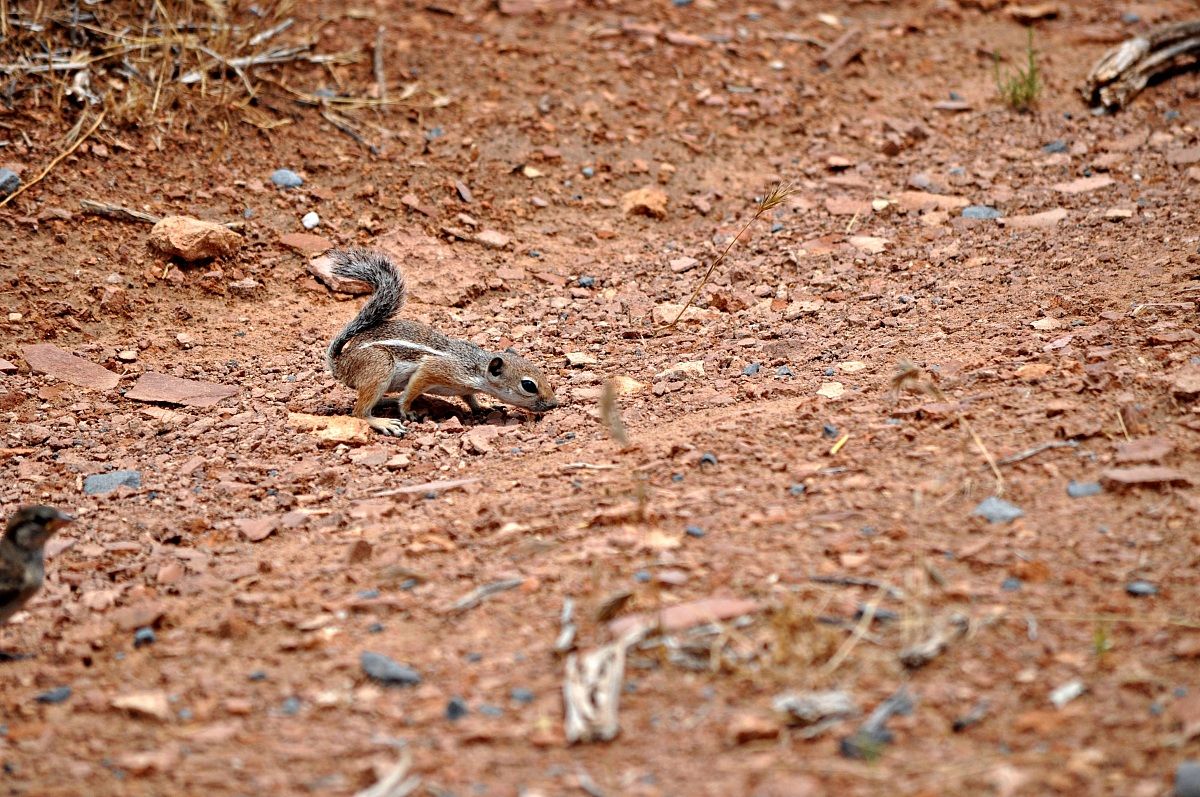 scoiattolo dei canyon