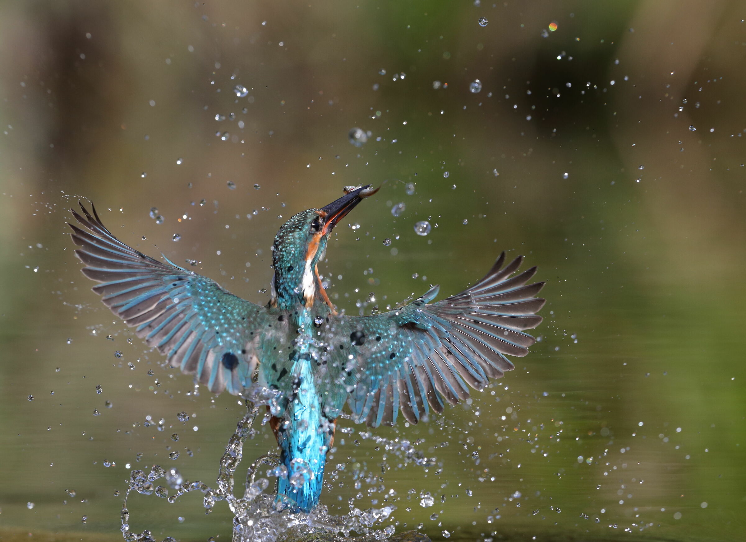 Martin pescatore (Alcedo atthis)