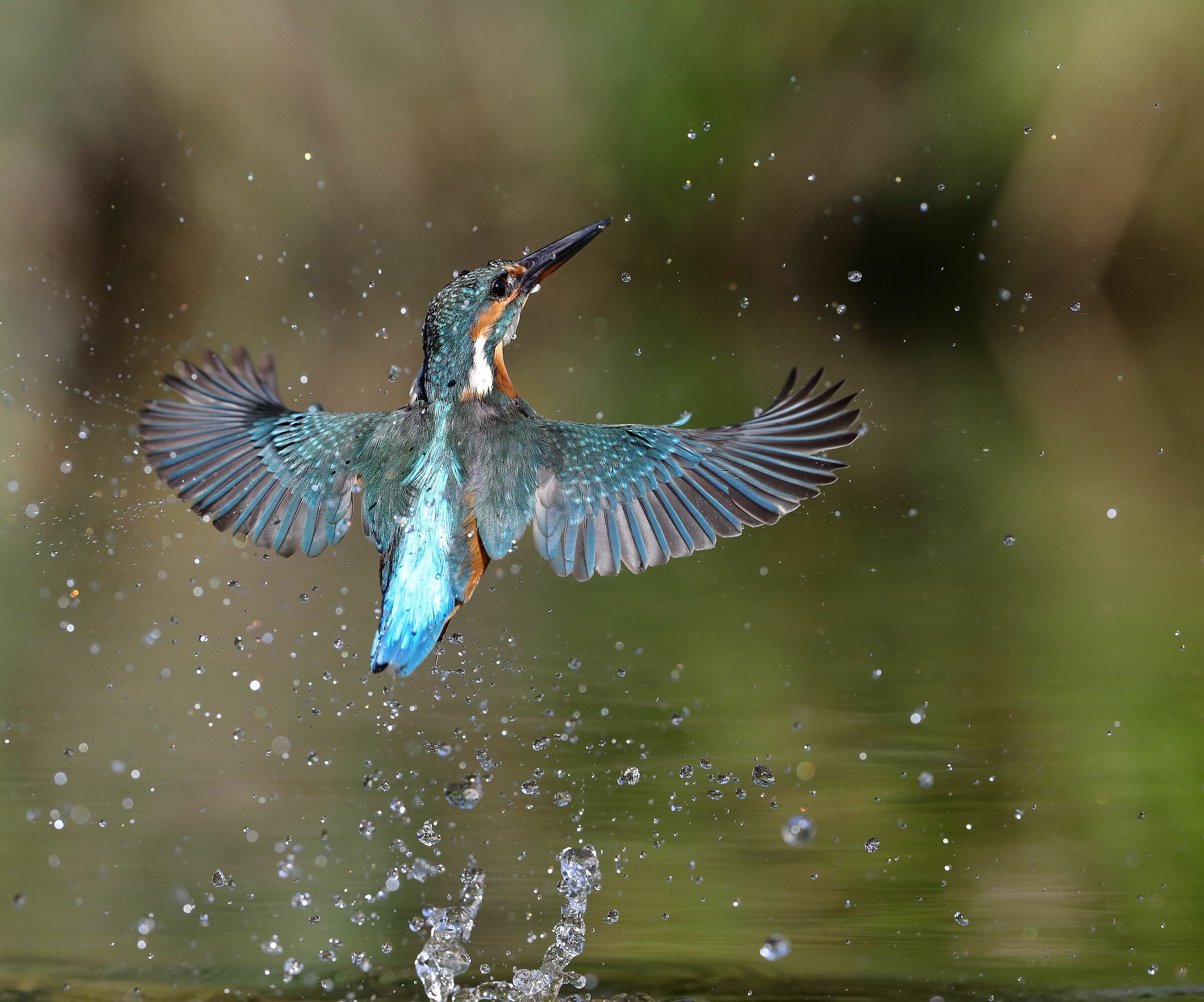 Martin pescatore (Alcedo atthis)