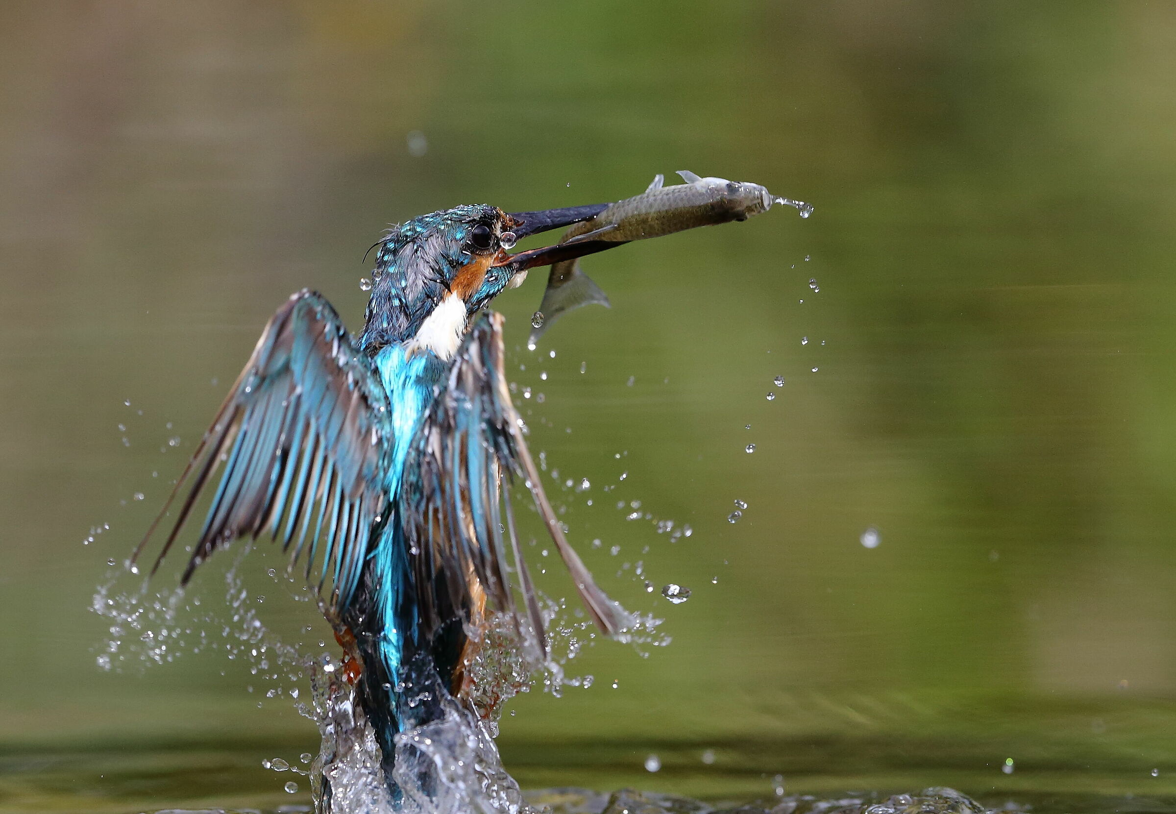 Martin pescatore (Alcedo atthis)
