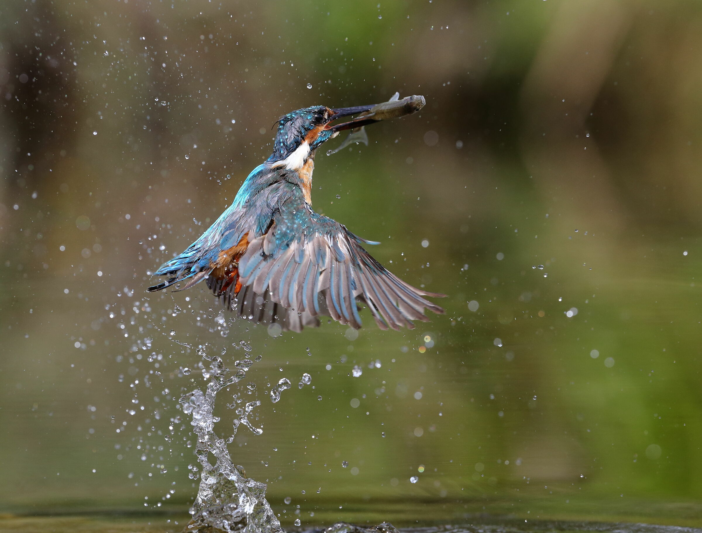 Martin pescatore (Alcedo atthis)