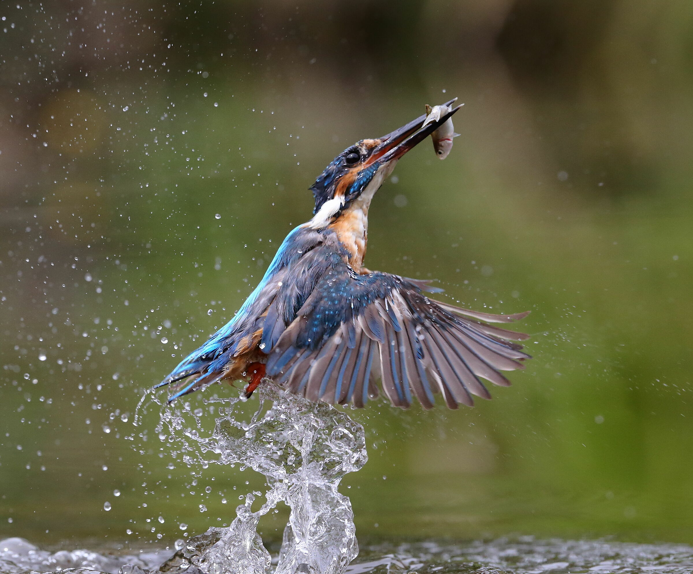 Martin pescatore (Alcedo atthis)