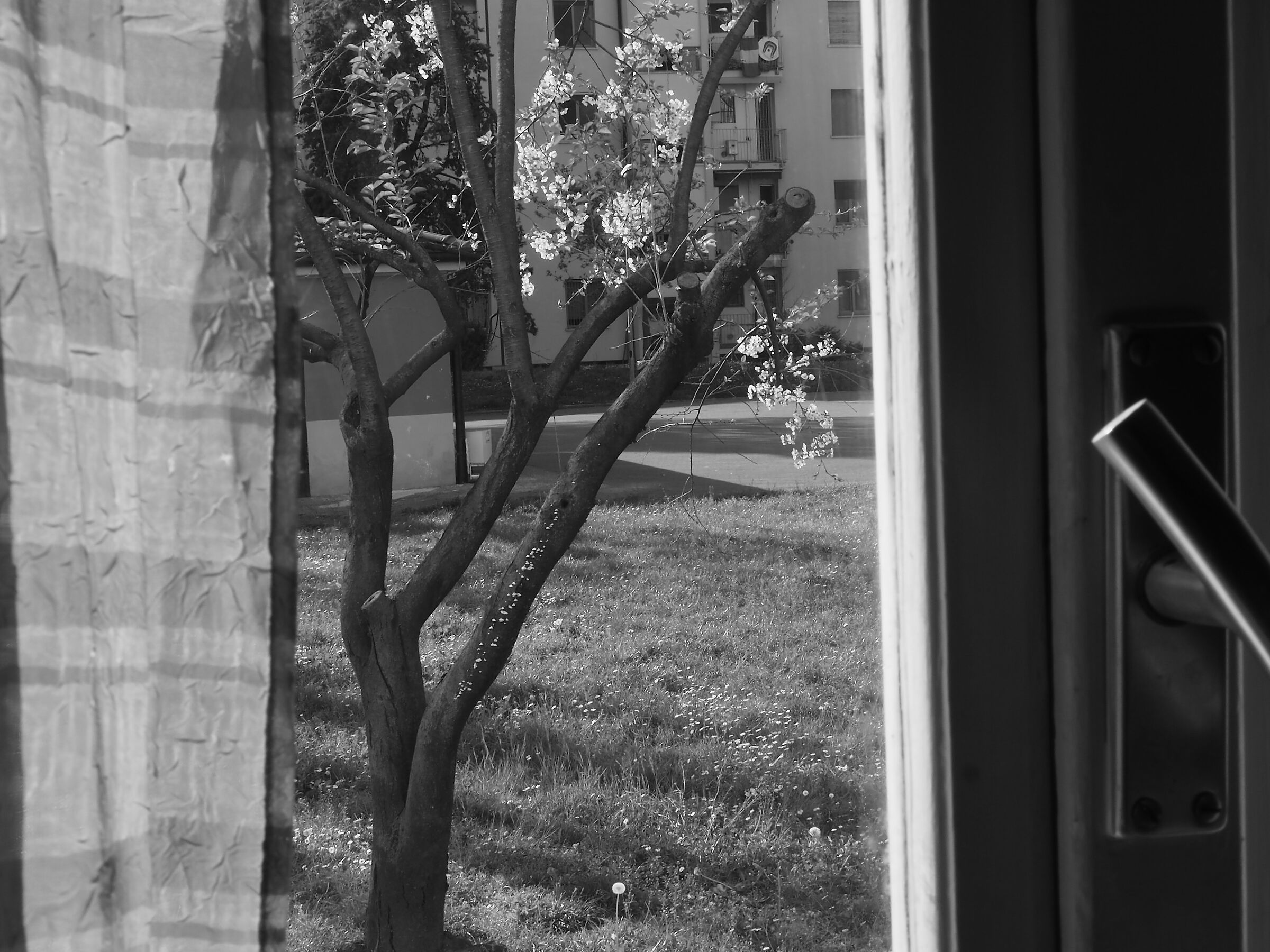 Primavera col corona virus