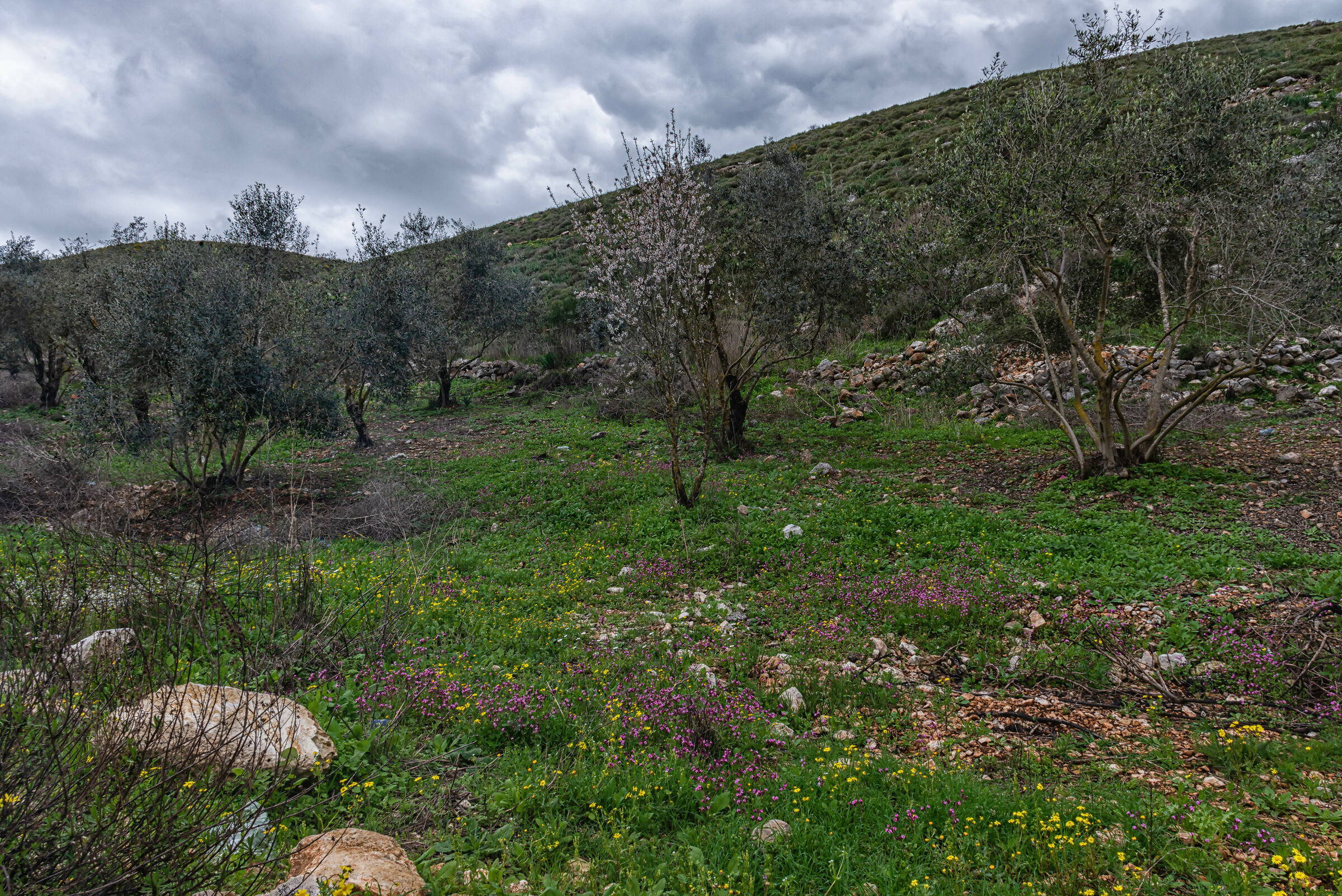 A Day At AlHujair Reserve
