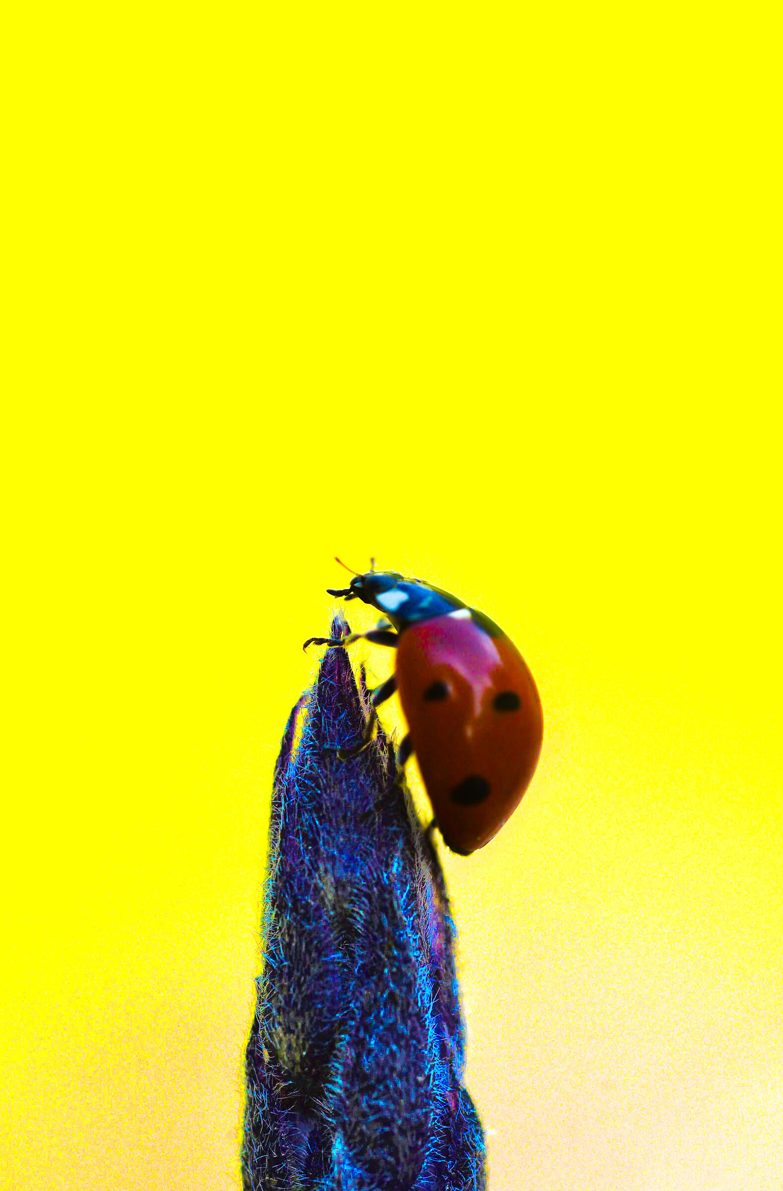 Mi sono perso nella Gioia.