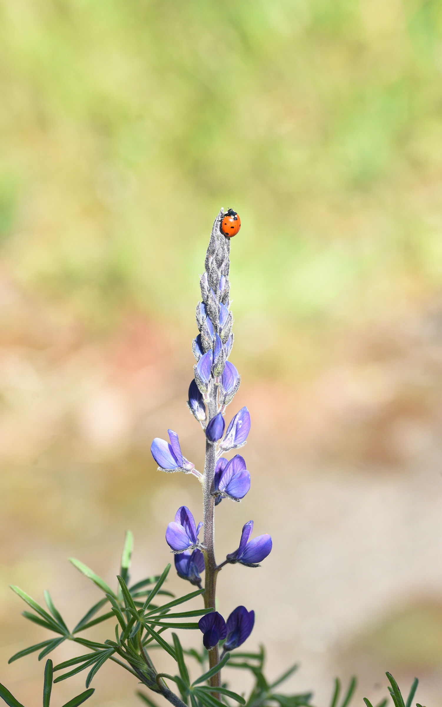 A ladybug on Earth