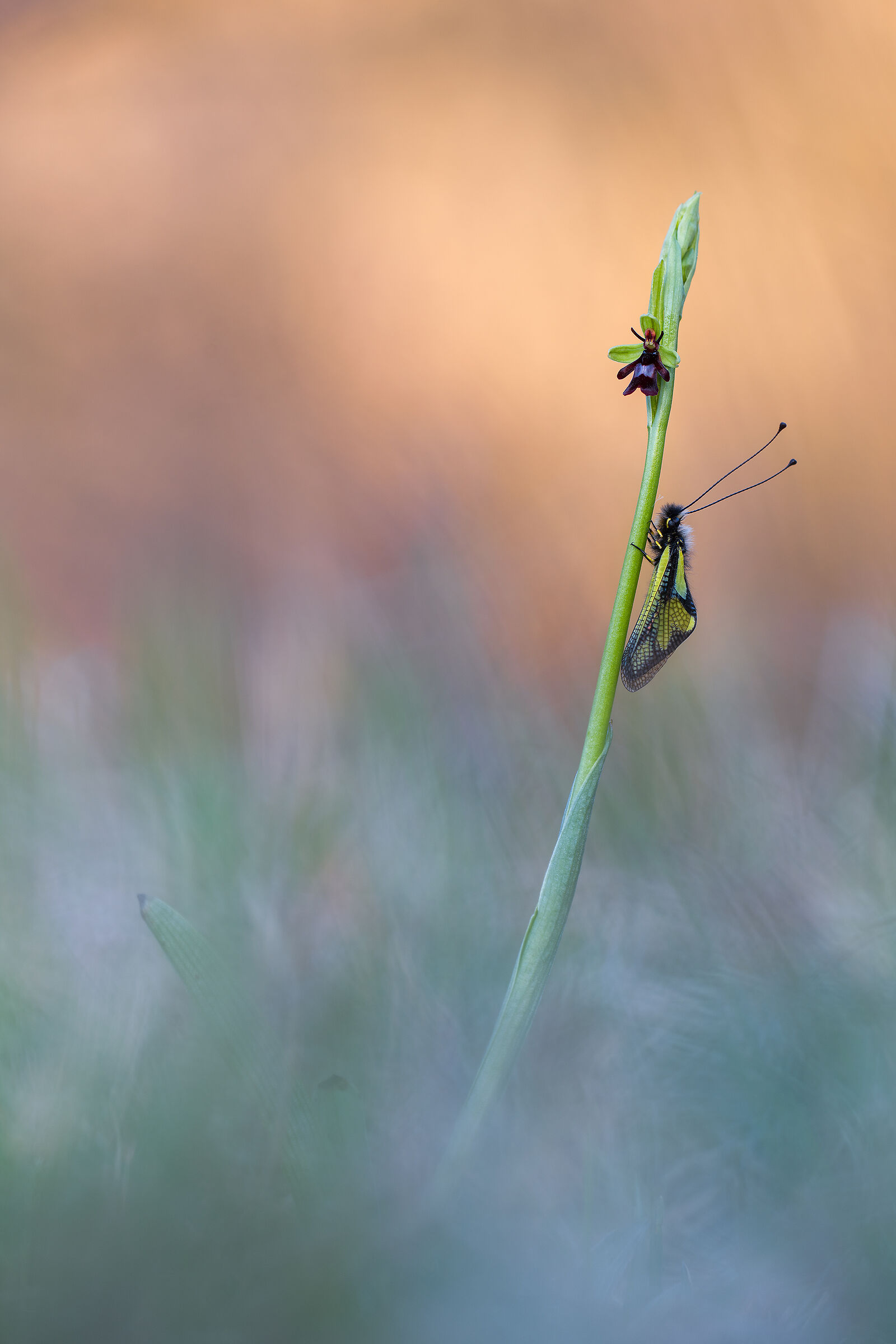 Libelloides coccajus su Ophrys insectifera