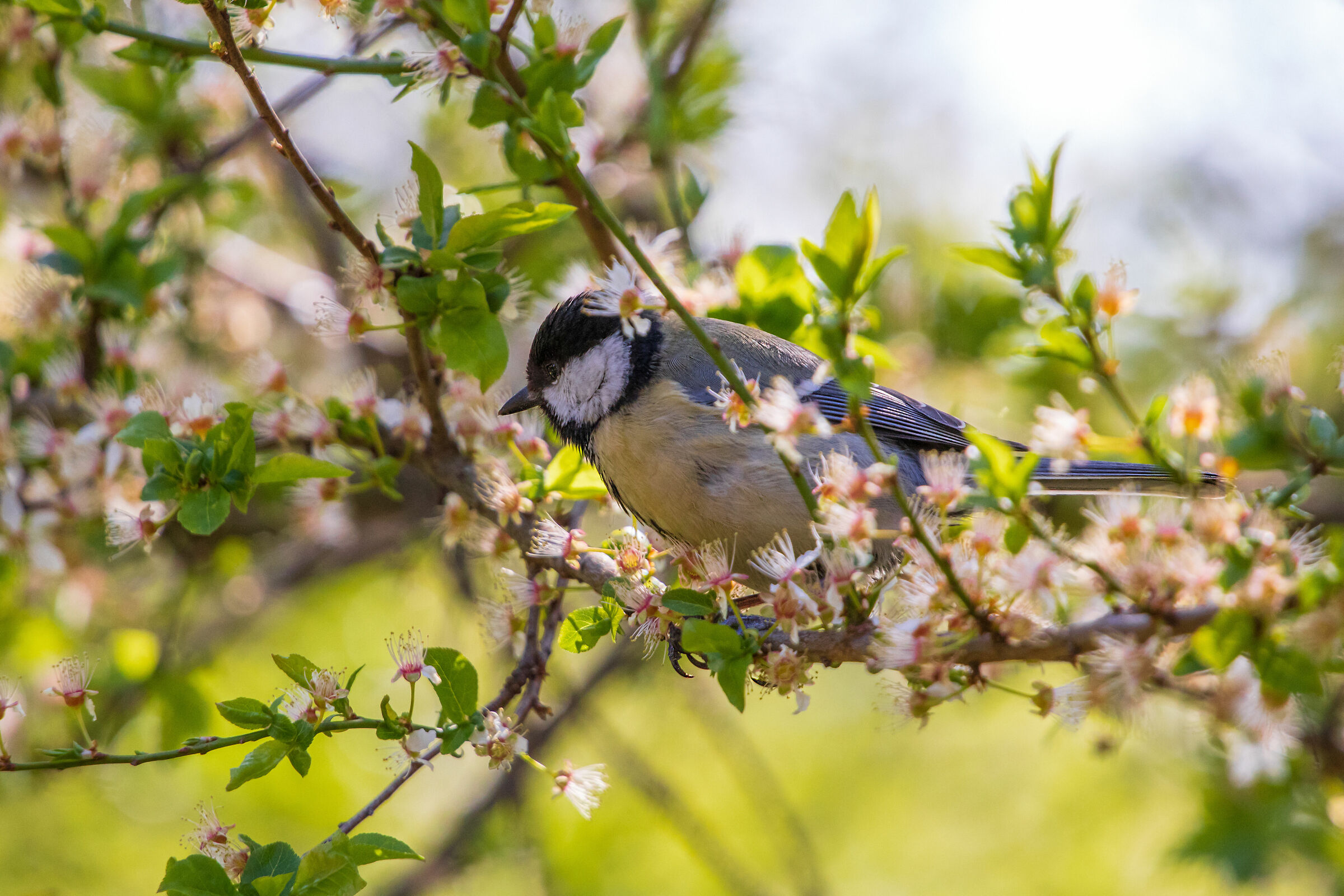 Grande Tit (Parus major)