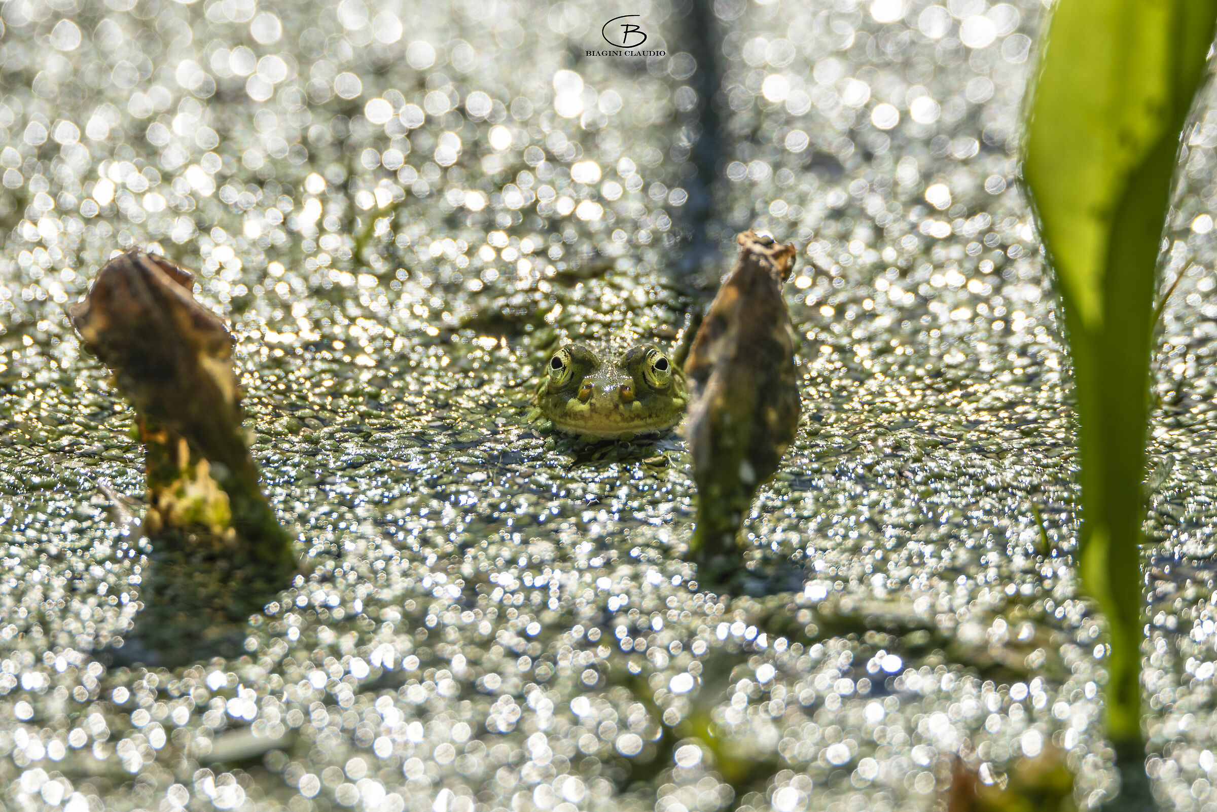 The Prince of the Pond