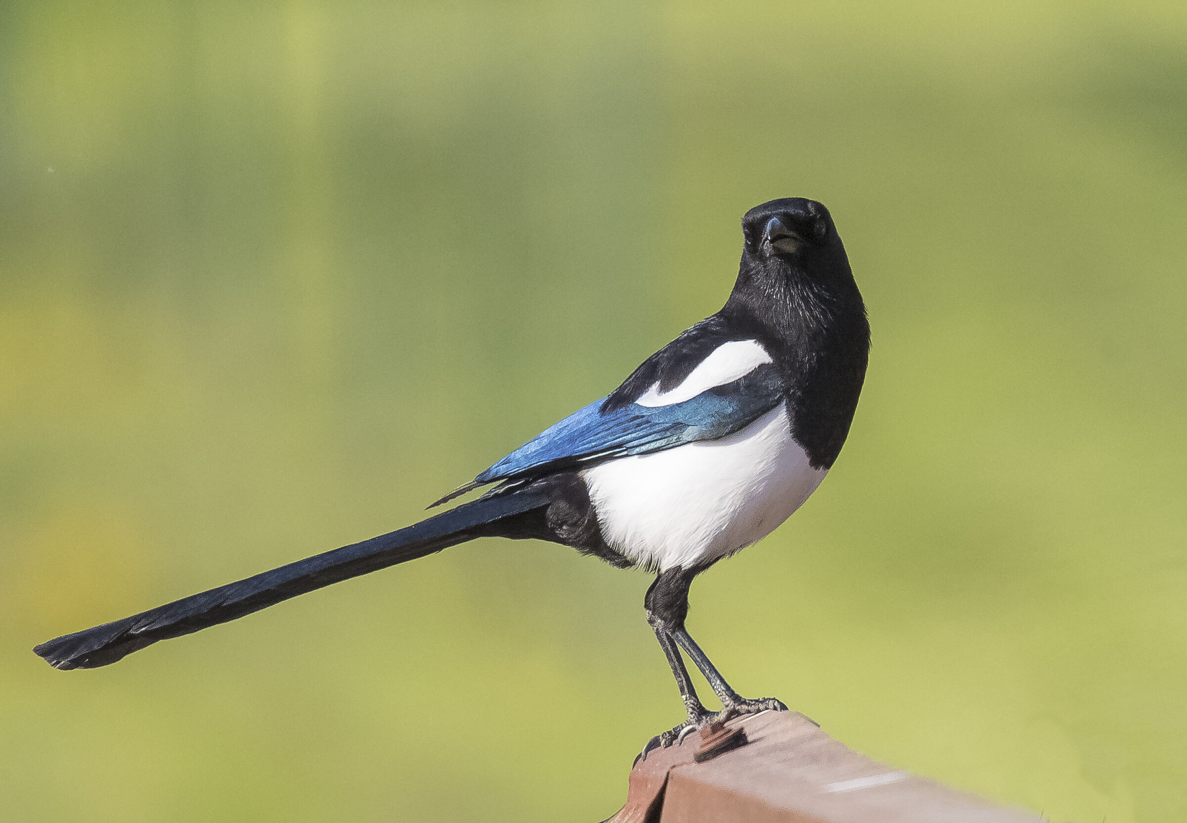 LADRA MAGPIE