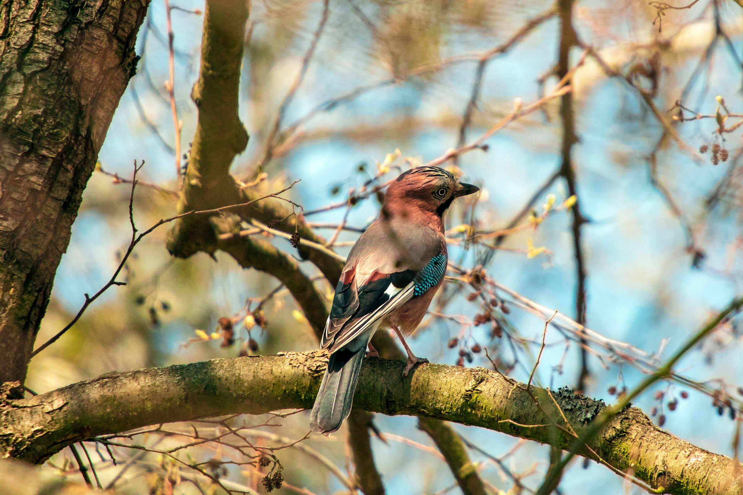 Jay (Garrulus glandarius)