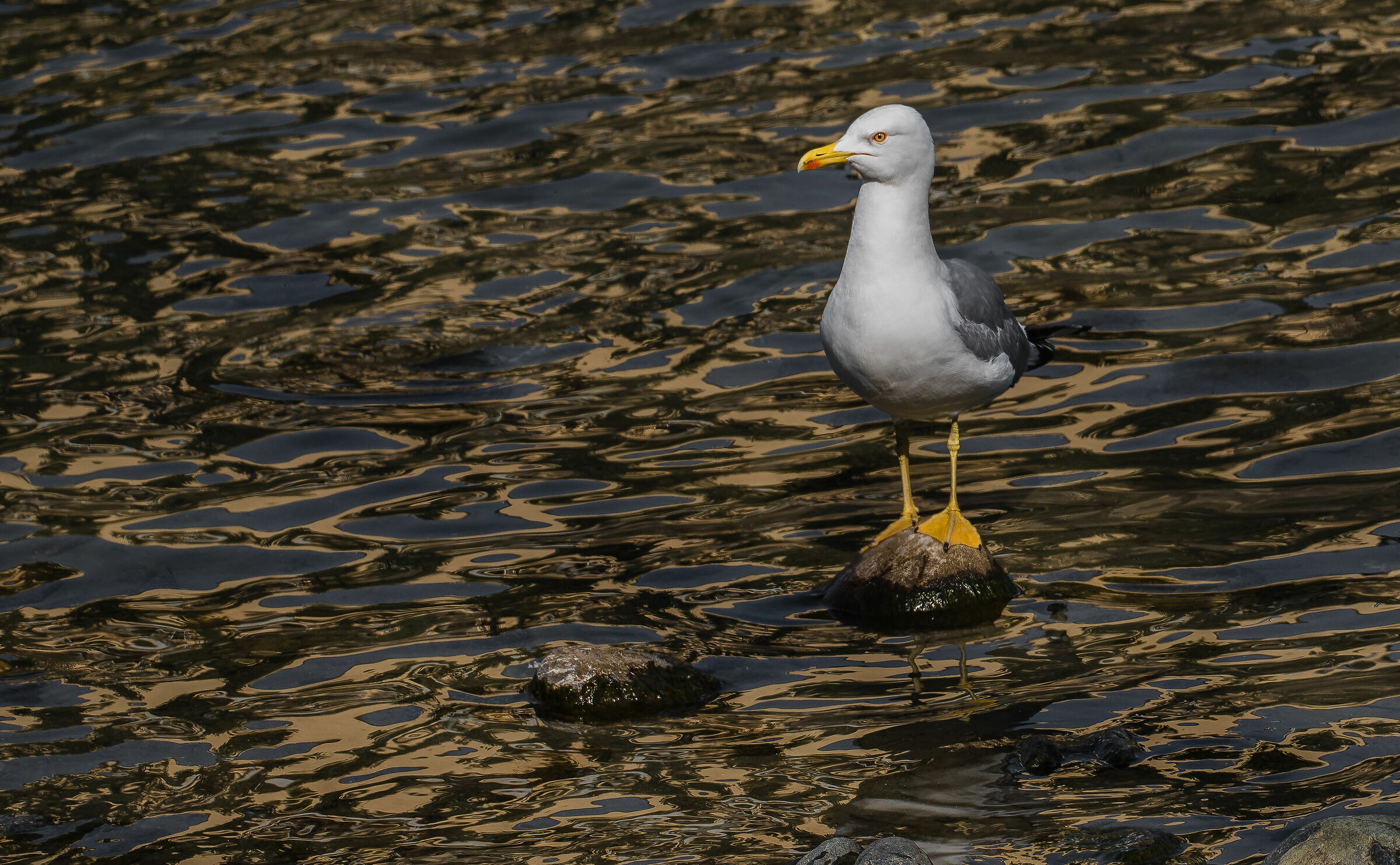 The admiral on the rock.......