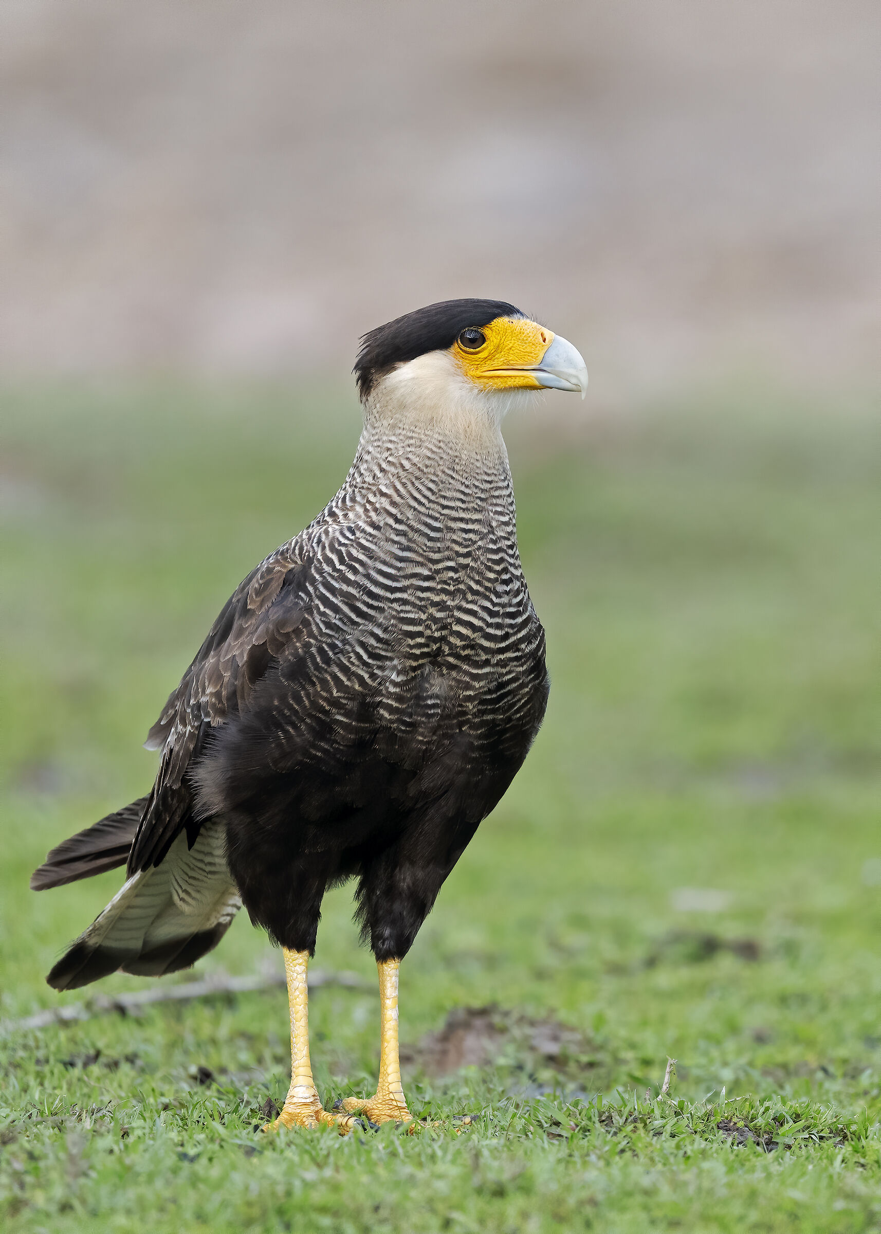 Caracara crestato.