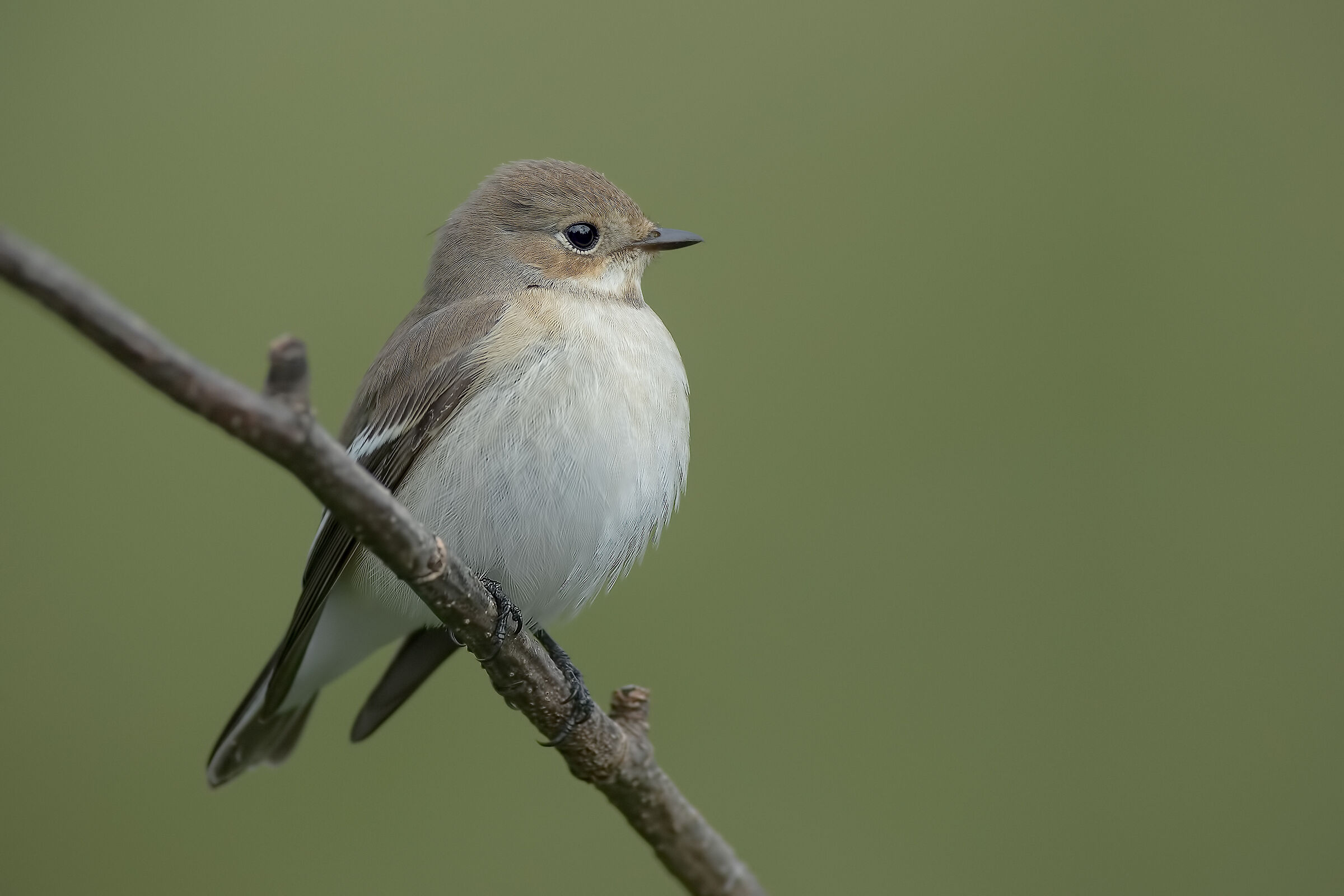 Balia nera - Estate 2019
