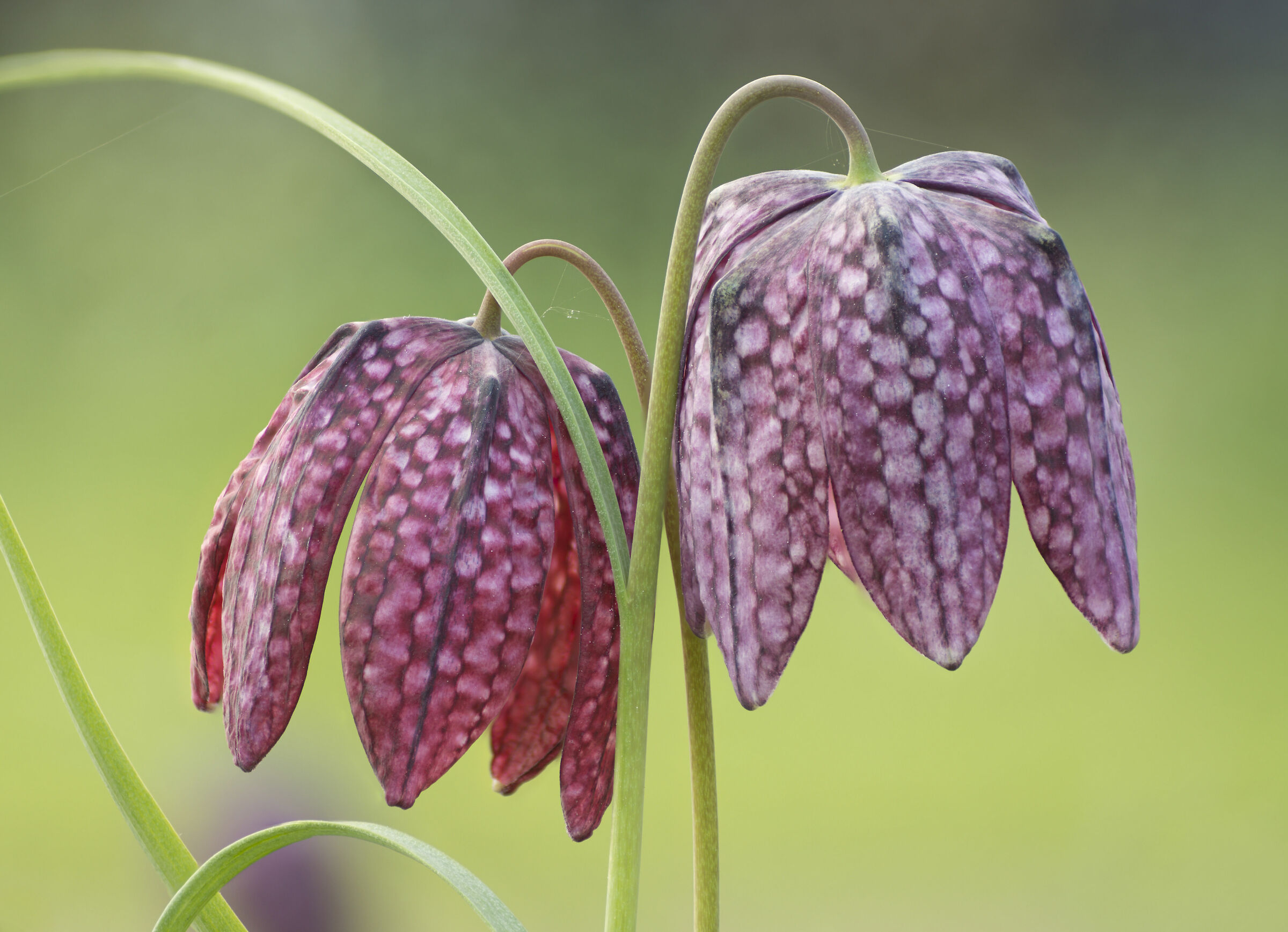 fritillario