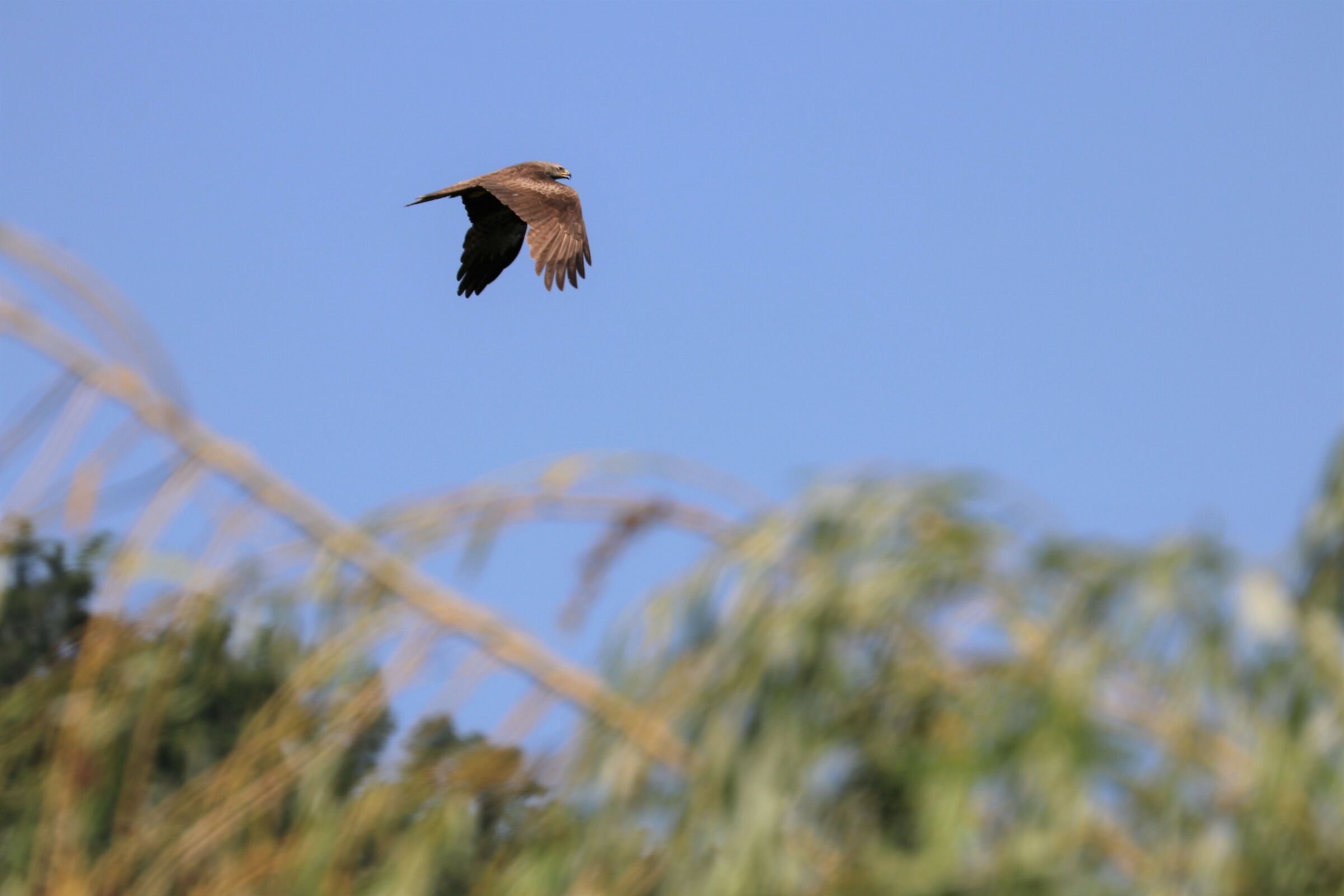 with wings lowered to 100 iso