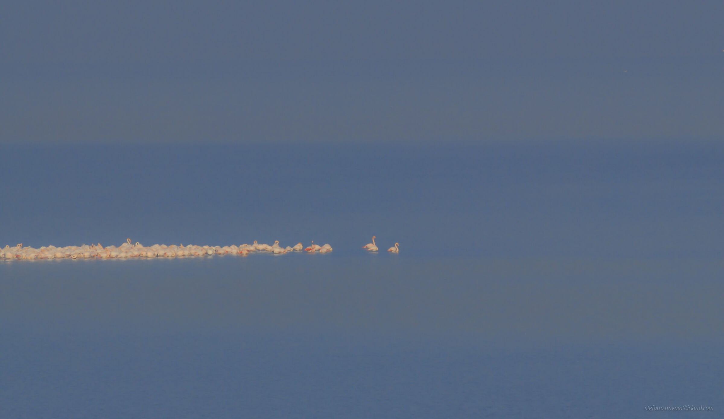 Fenicotteri nella bruma