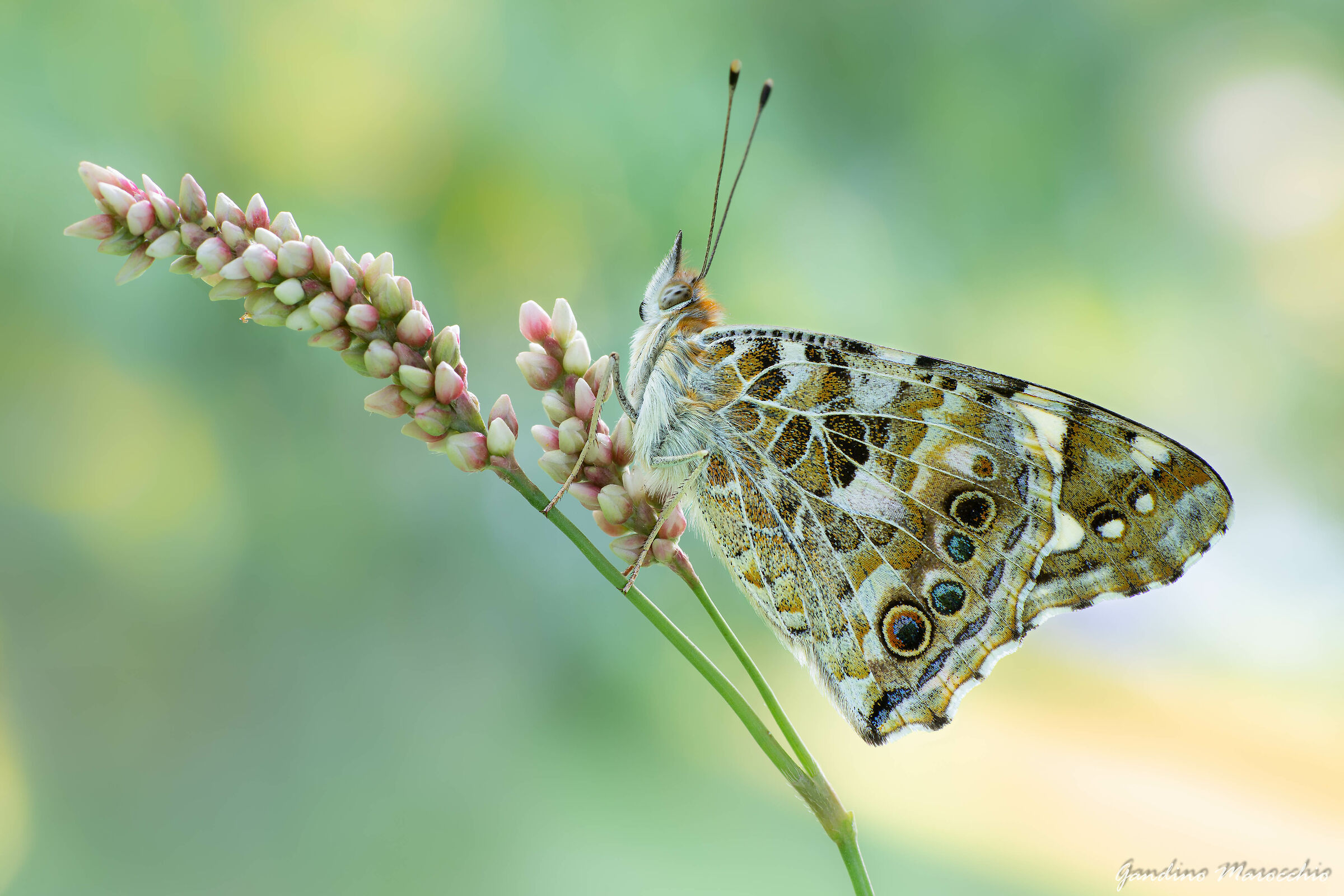 Vanessa del cardo (Cynthia cardui)
