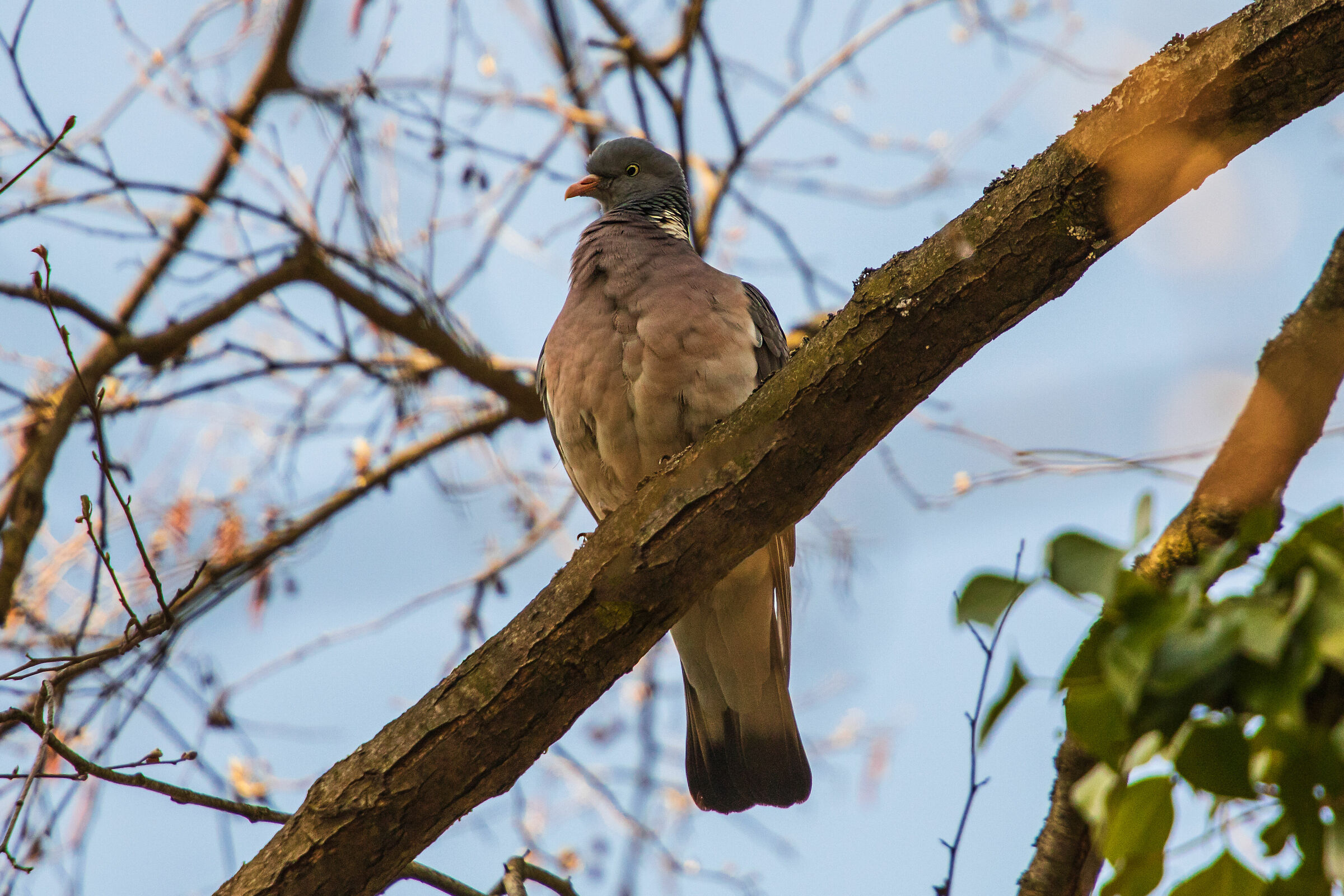 Piccione di legno (Columba palumbus)