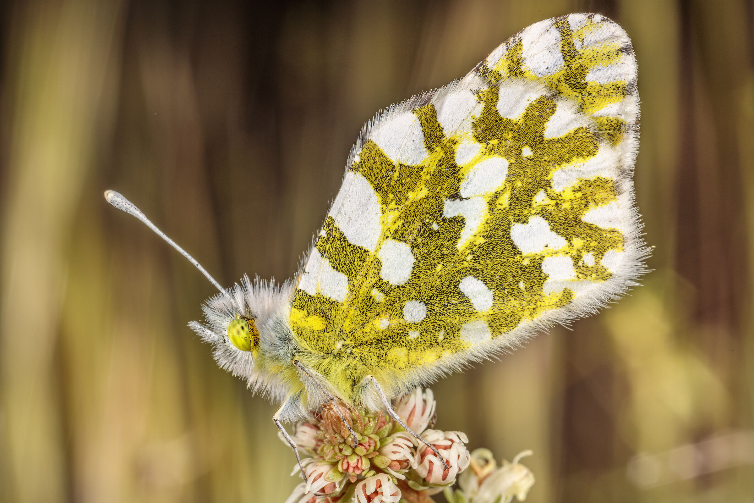 Anthocharis cardamines