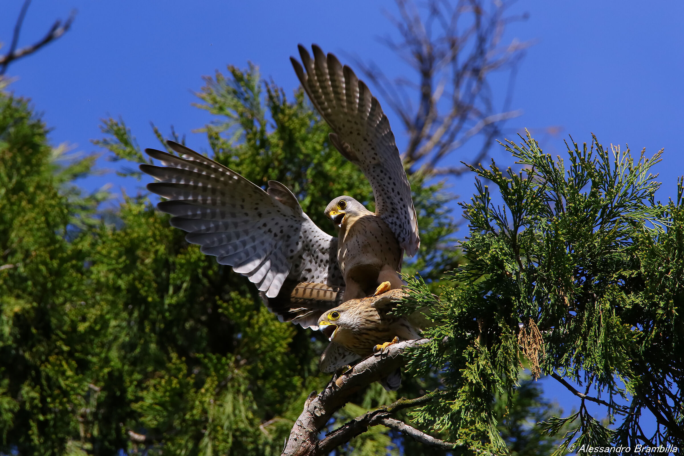 Mating gheppi