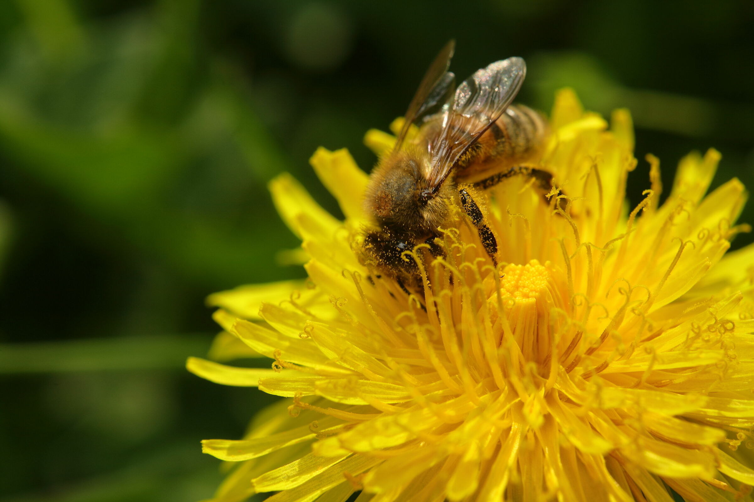 bee on dandelion 1