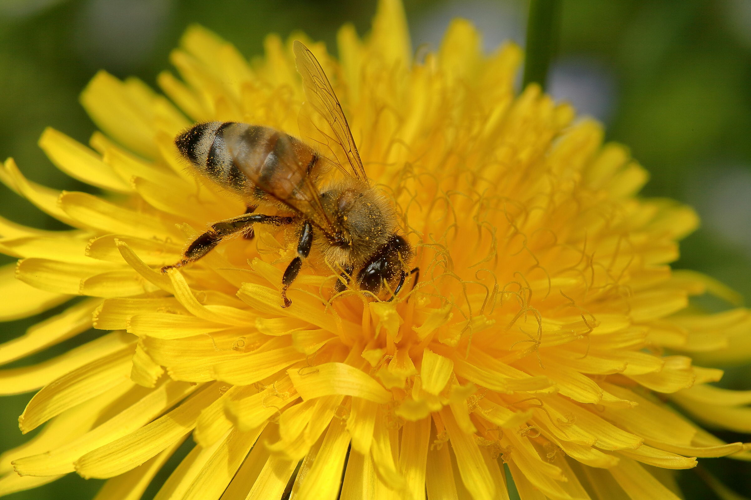bee on dandelion 2