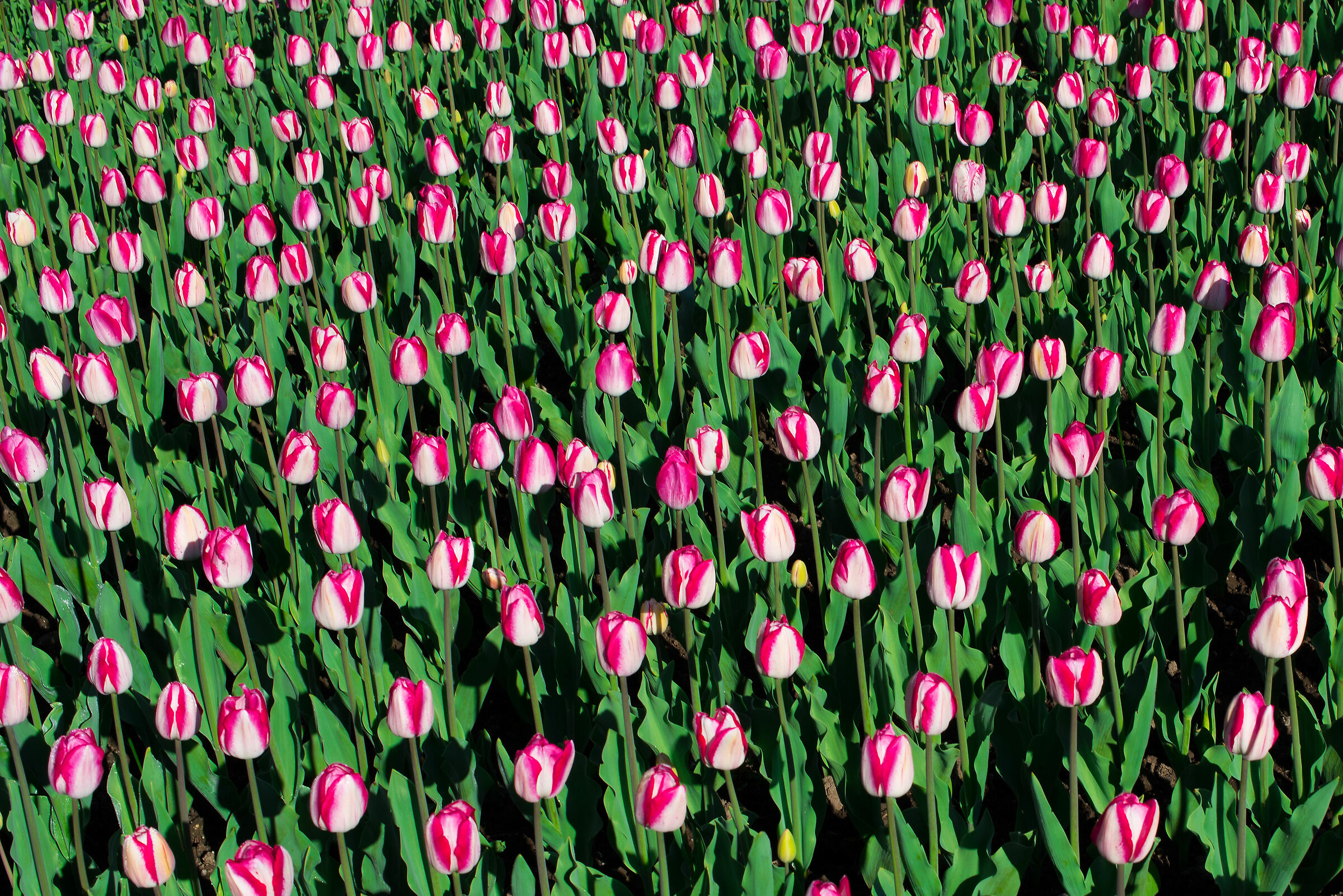 Tulips 1
