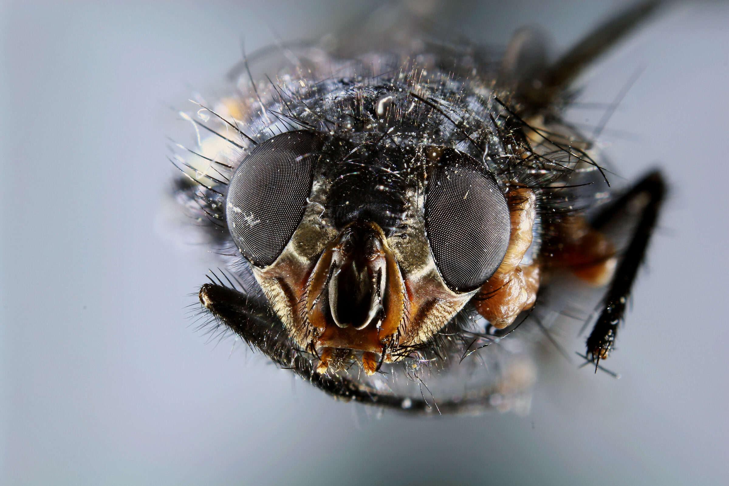 Stack Fly 38 shots goal 50 reversed