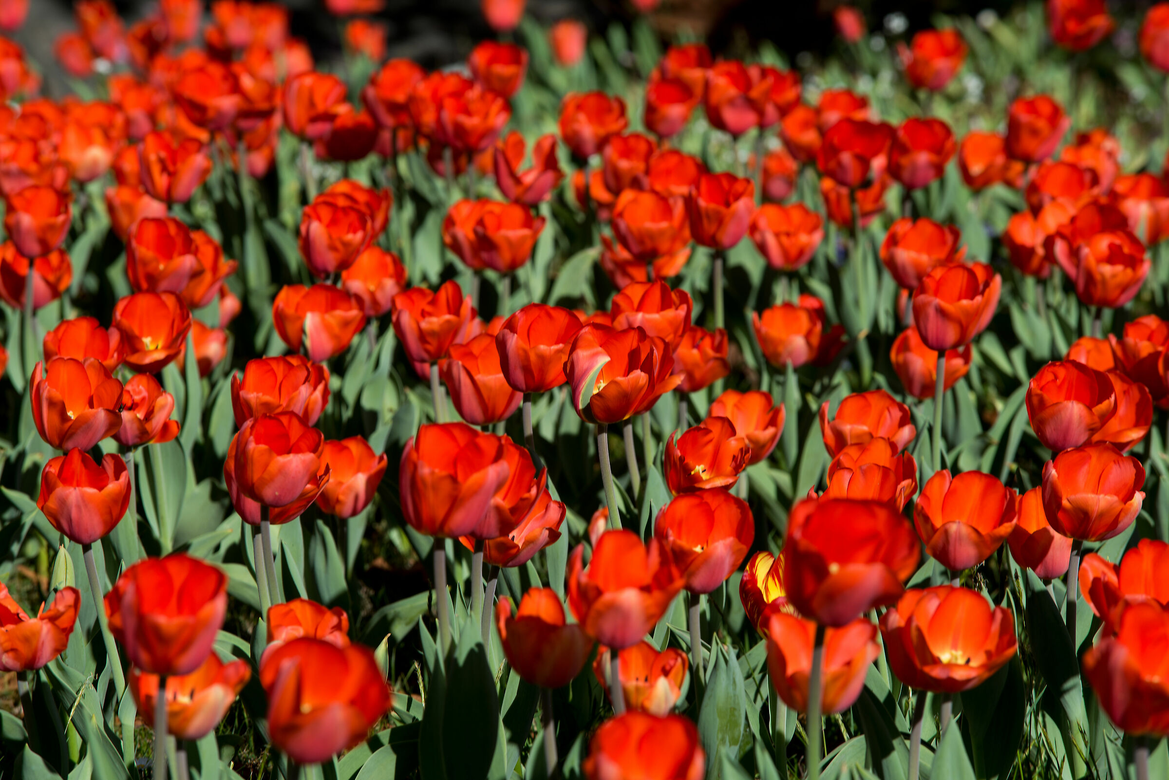 Tulips 4