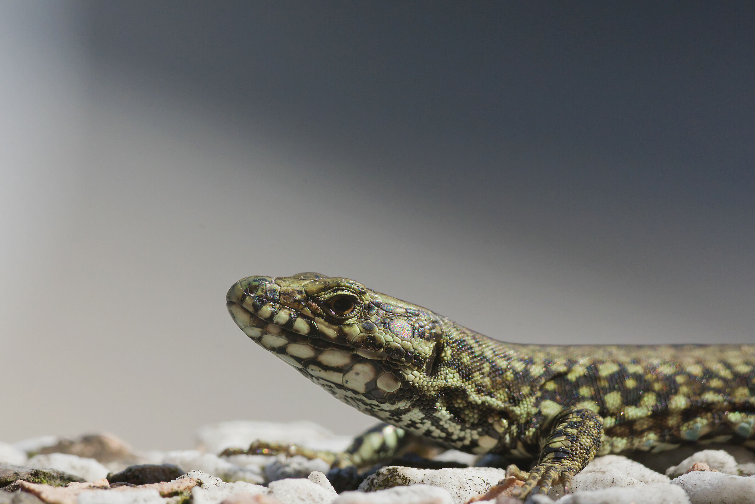 Lucertola in quarantena