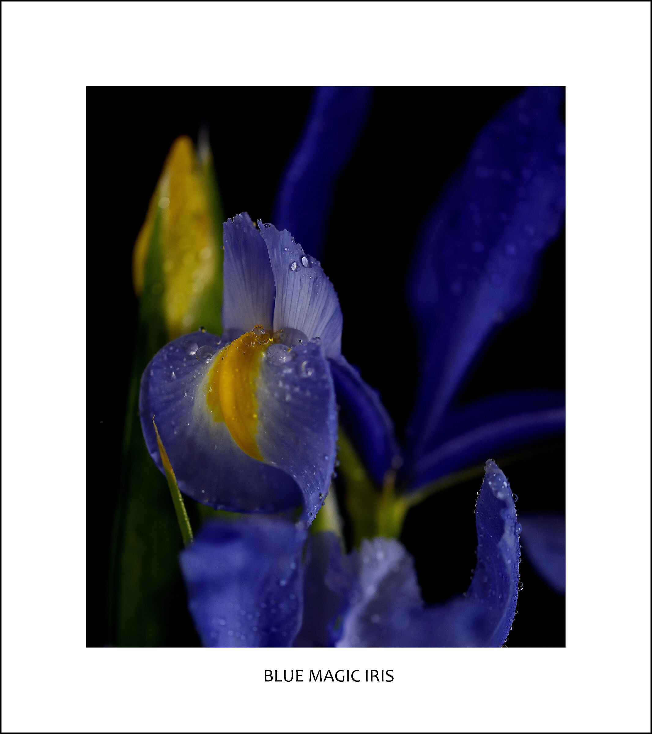 BLUE MAGIC IRIS