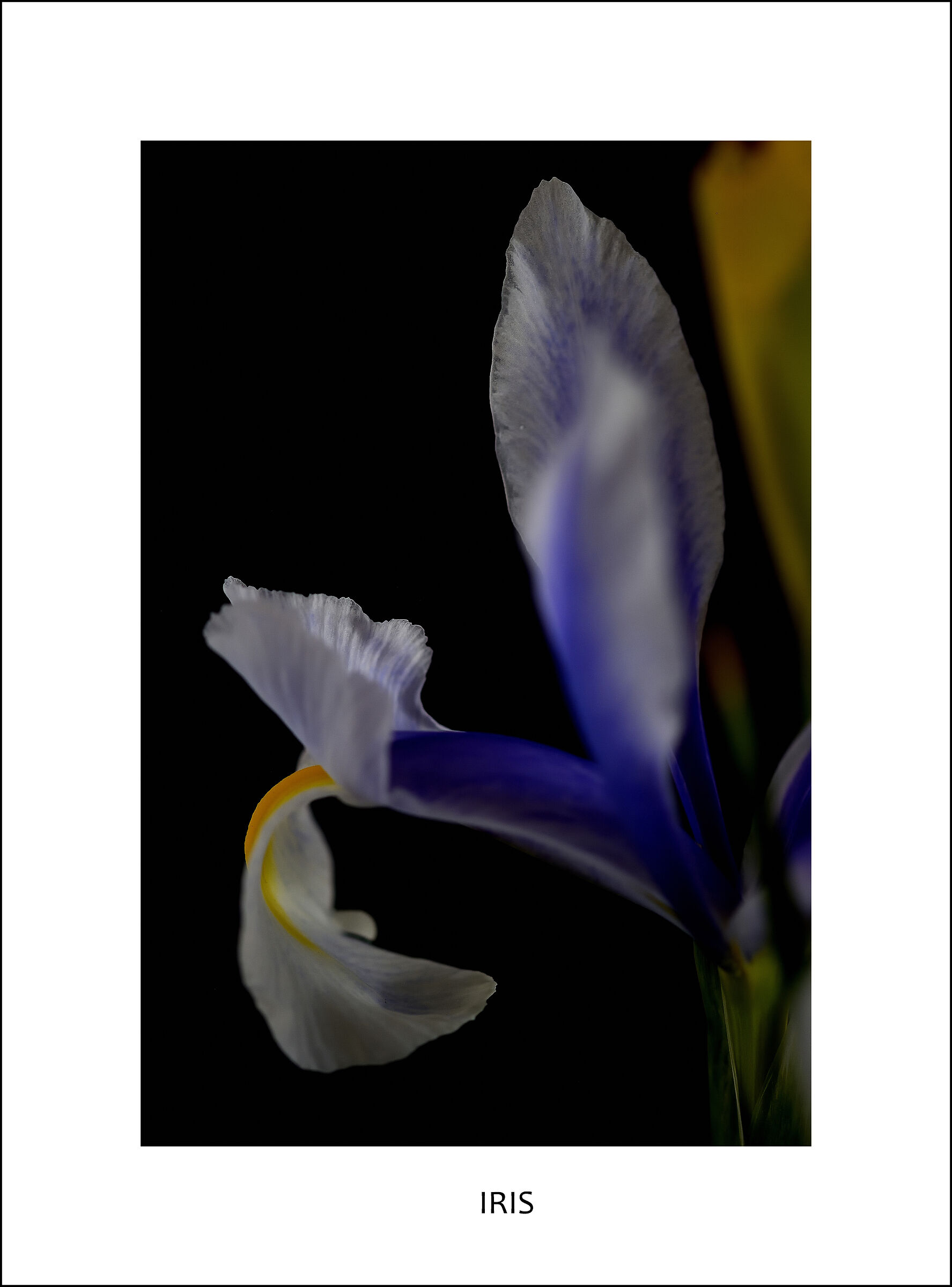 MOVEMENT IN THE QUIET