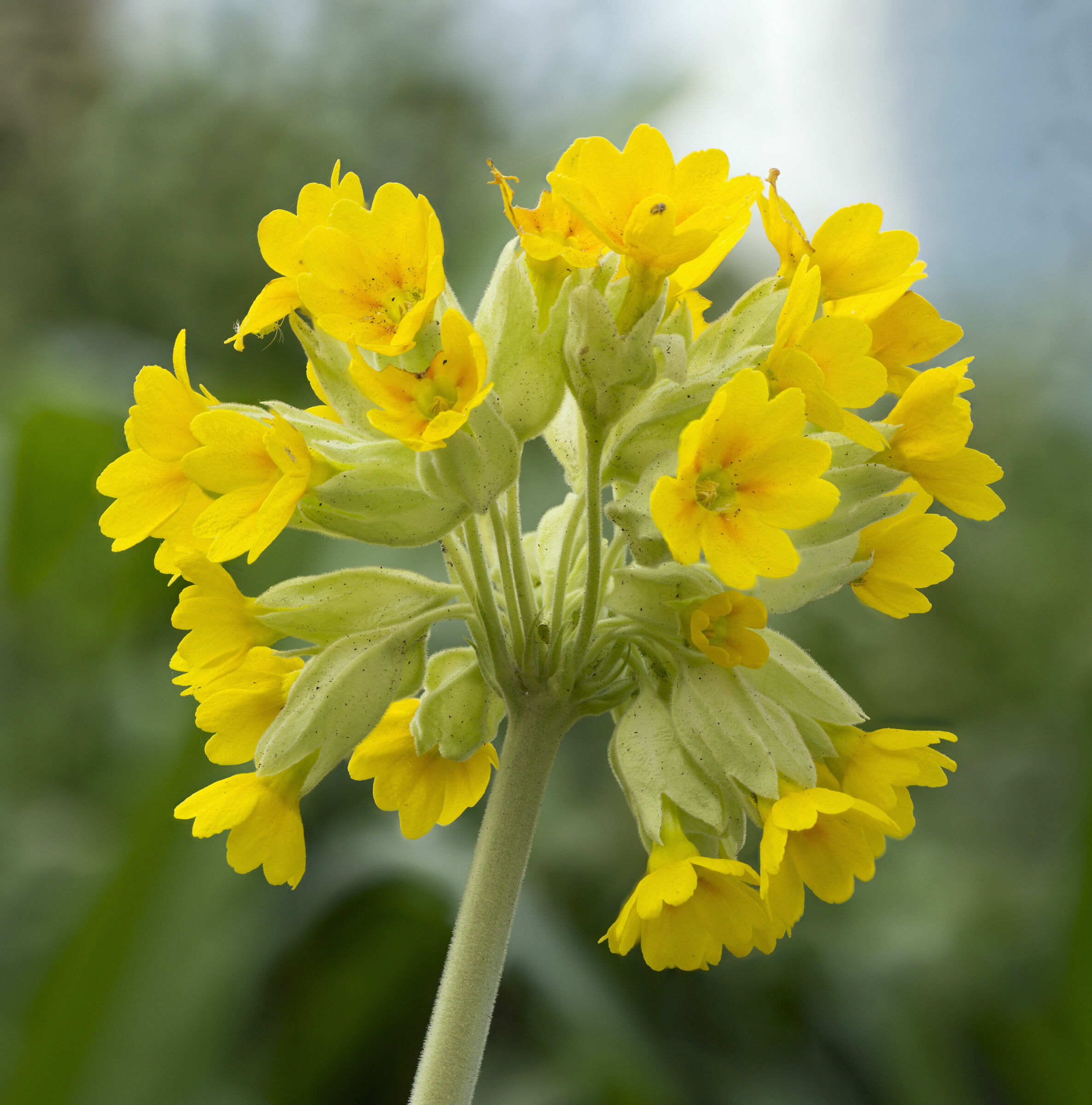 Primula