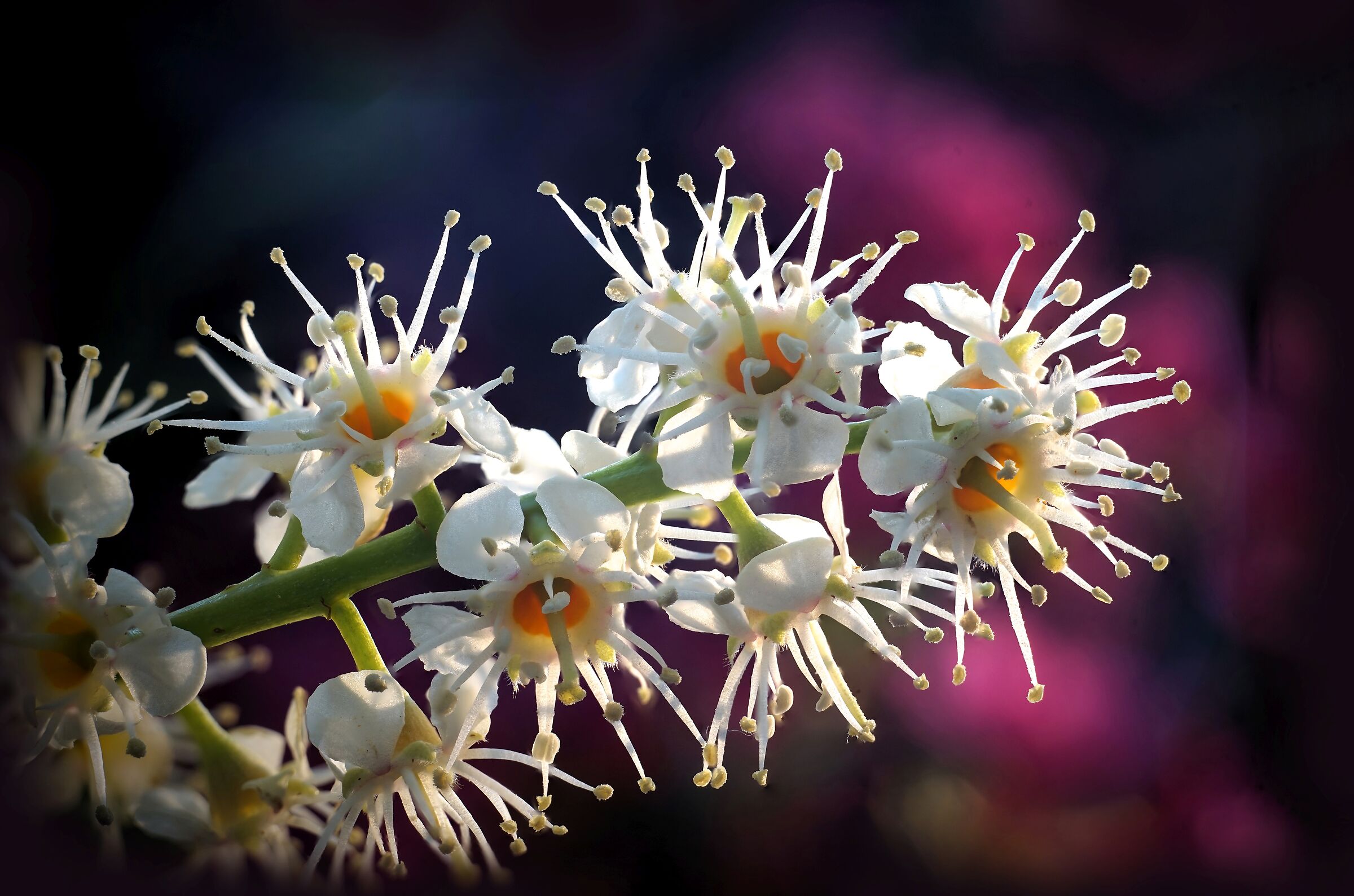 Fiore di Lauro (quello delle siepi)