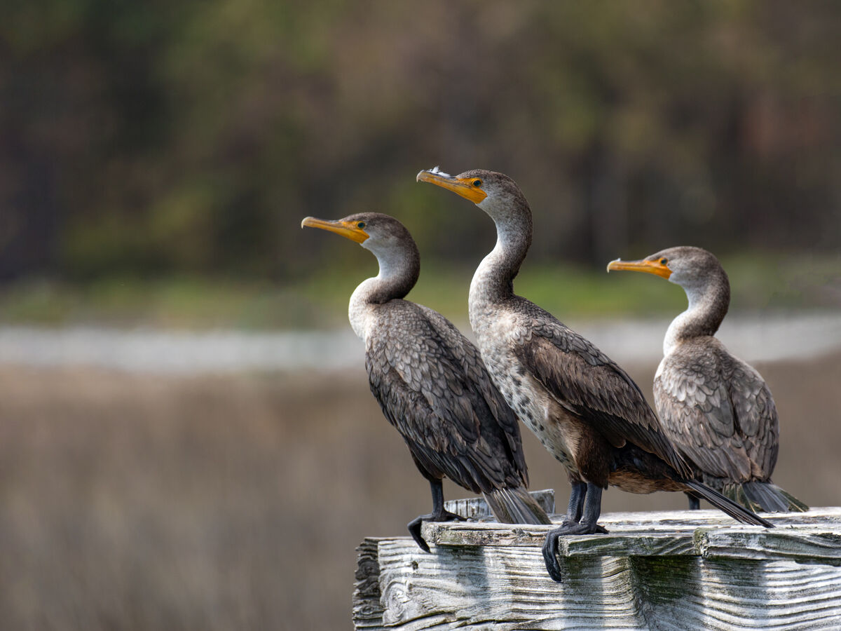Cormorants