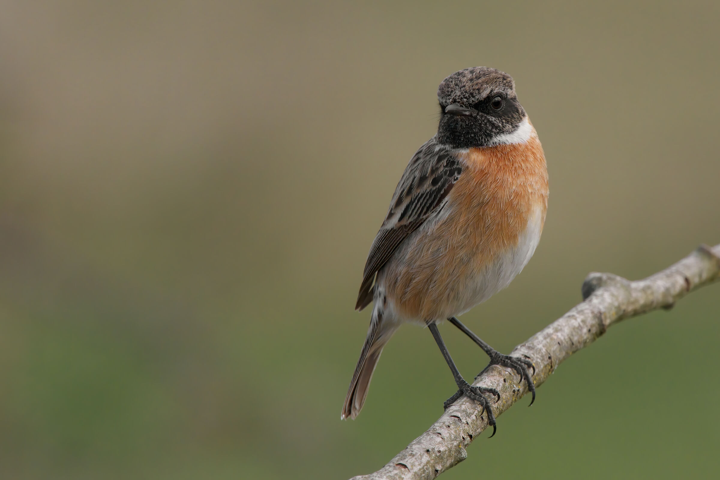 Saltimpalo (Saxixola rubicola)